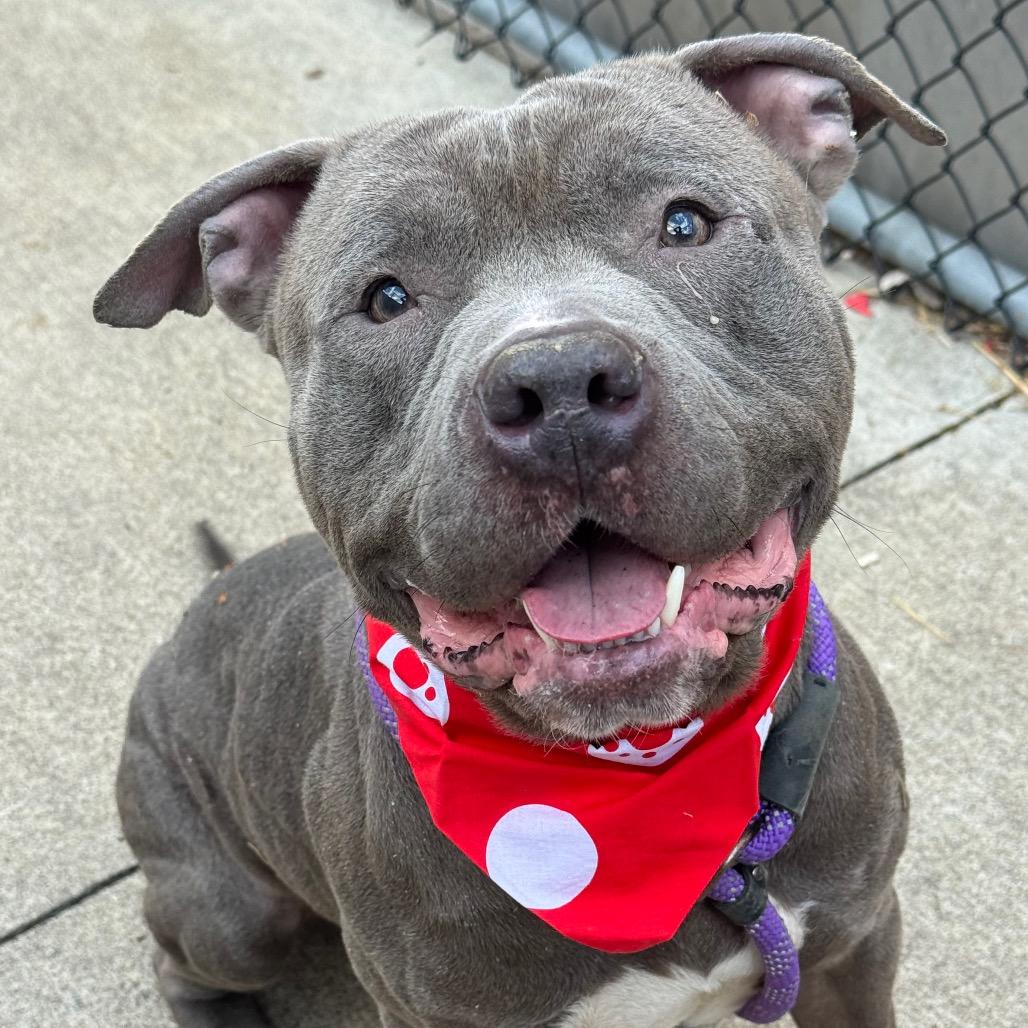 Cullen, a Adoptable Mixed Breed in Wheeling, IL image 4/6