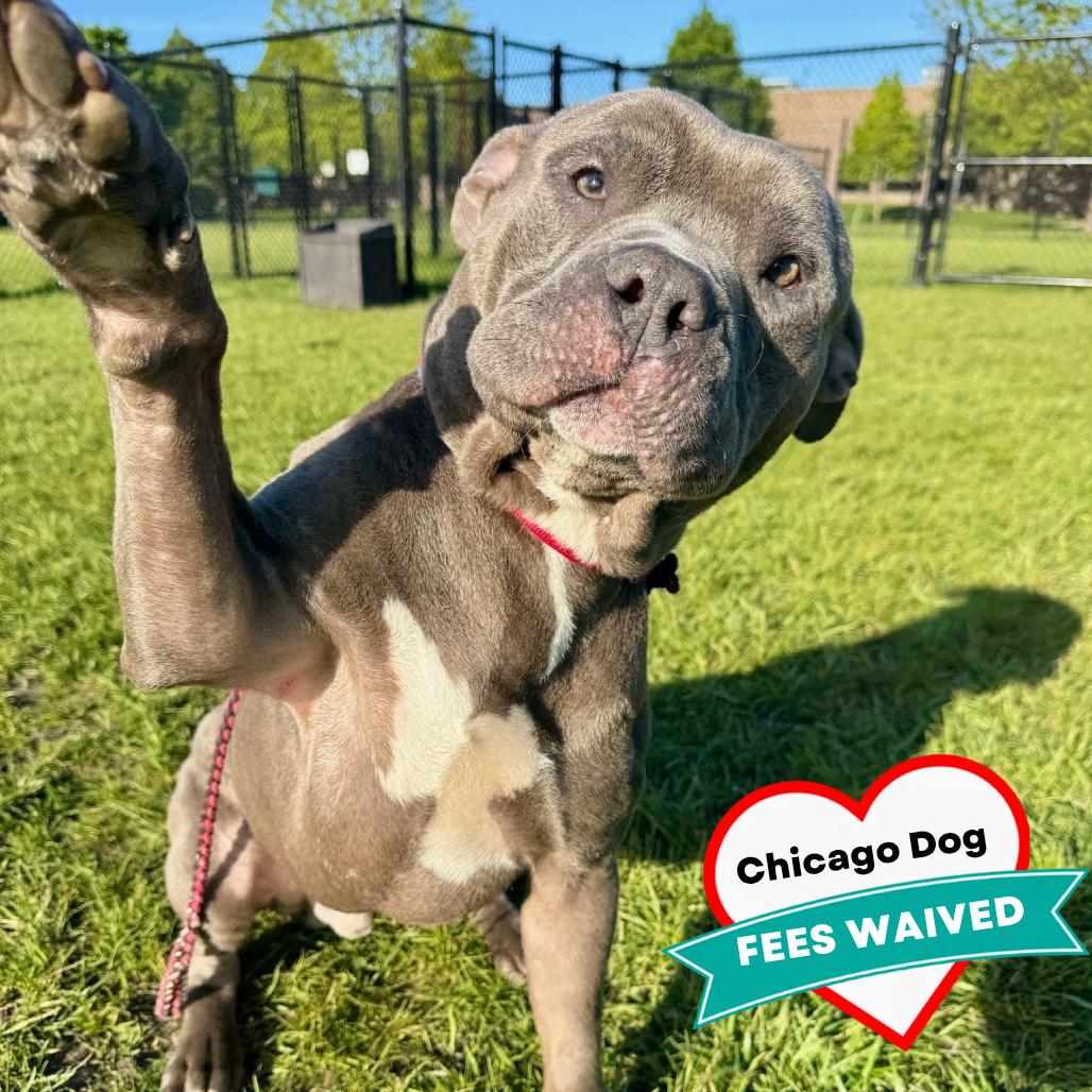 Cullen, a Adoptable Mixed Breed in Wheeling, IL image 5/6
