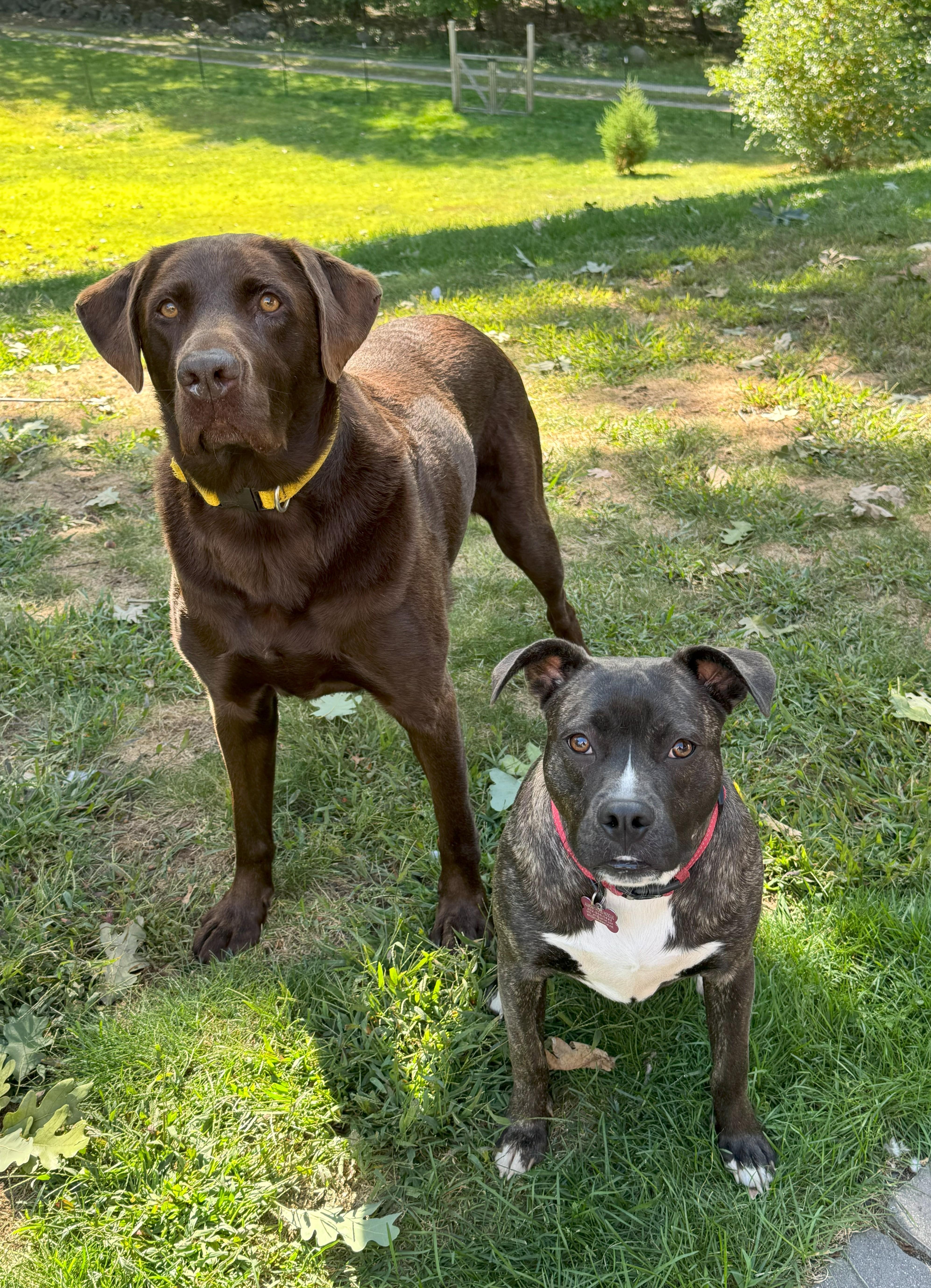 Moon is in Maine!, an adoptable Mixed Breed, Terrier in Biddeford, ME, 04005 | Photo Image 4