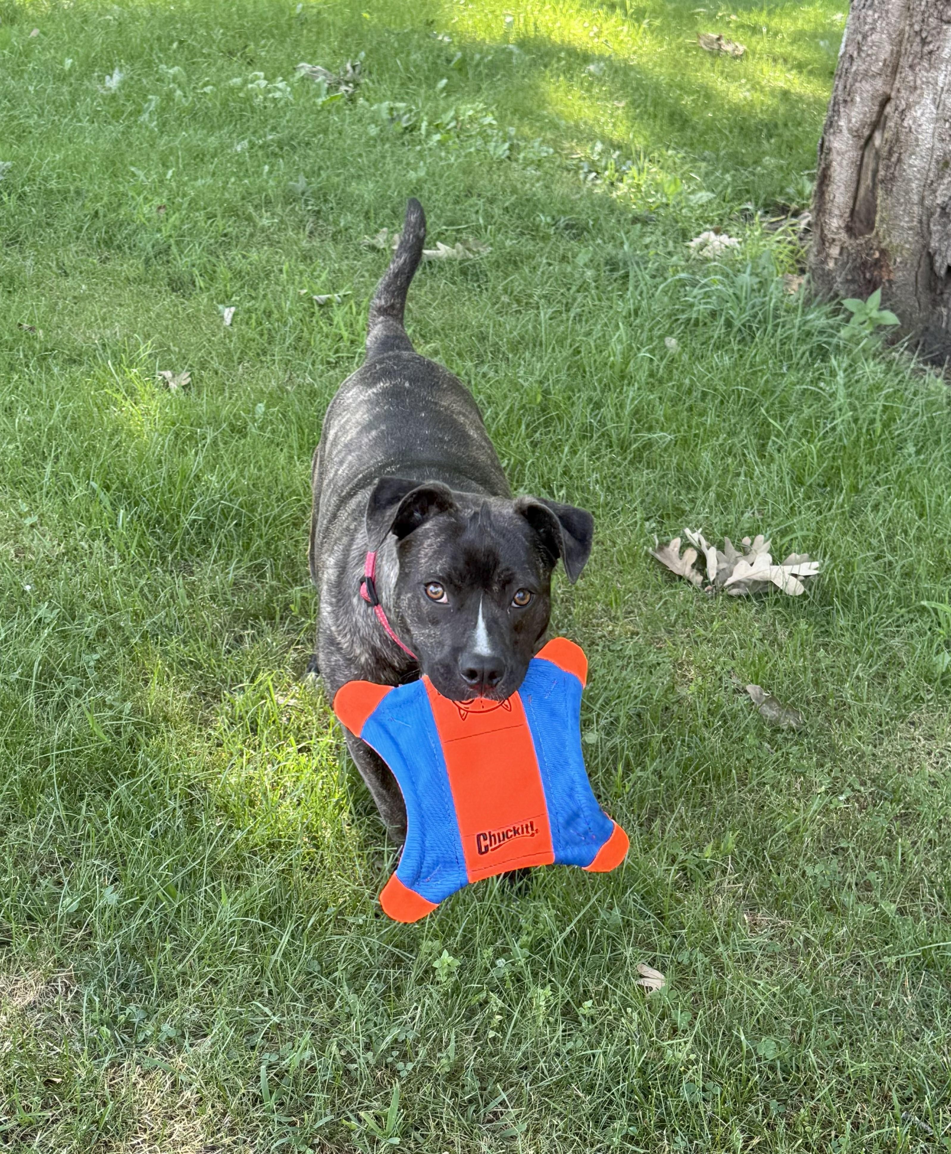 Moon is in Maine, an adoptable Mixed Breed, Terrier in South Portland, ME, 04106 | Photo Image 2