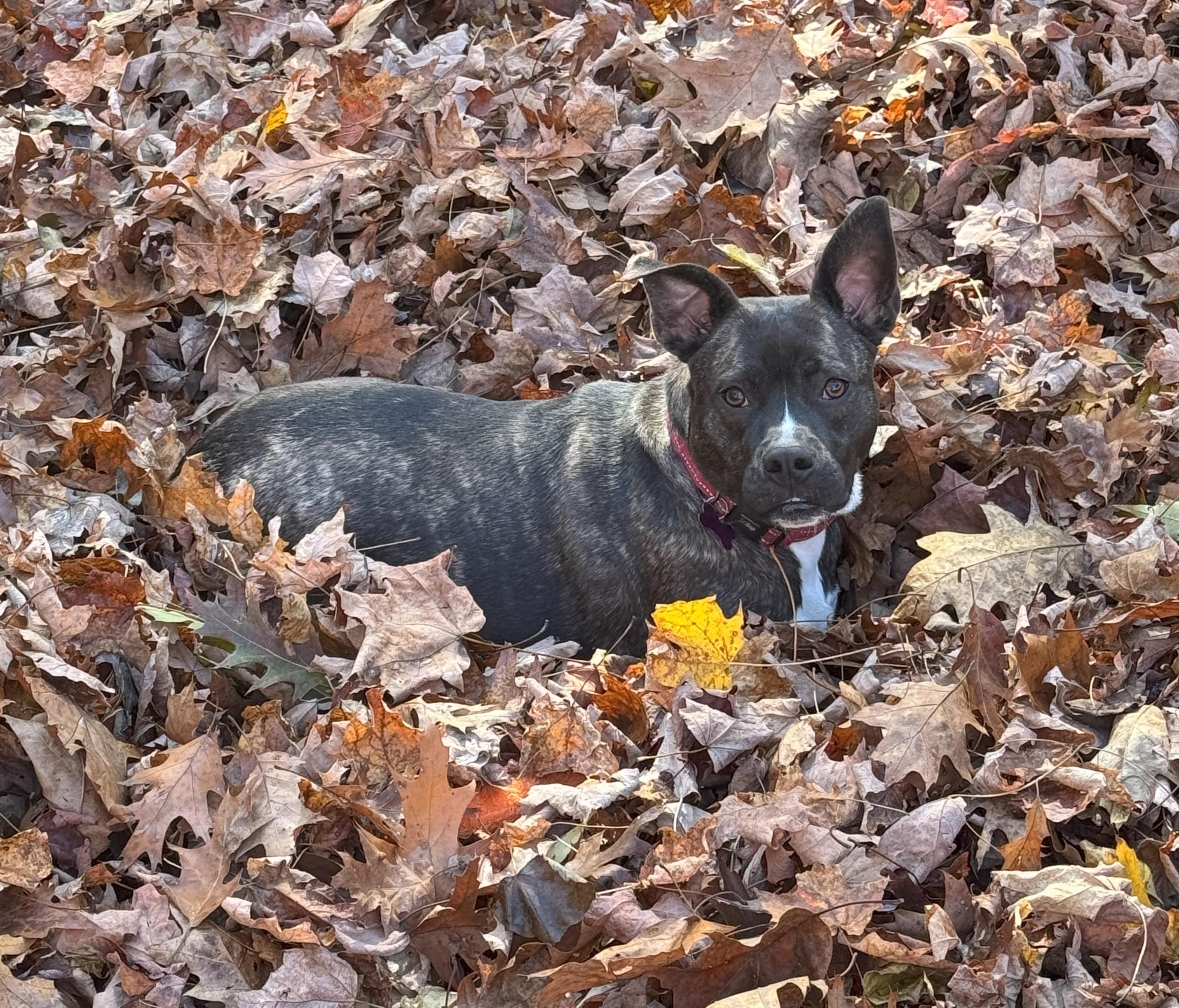 Moon is in Maine!, an adoptable Mixed Breed, Terrier in Biddeford, ME, 04005 | Photo Image 2