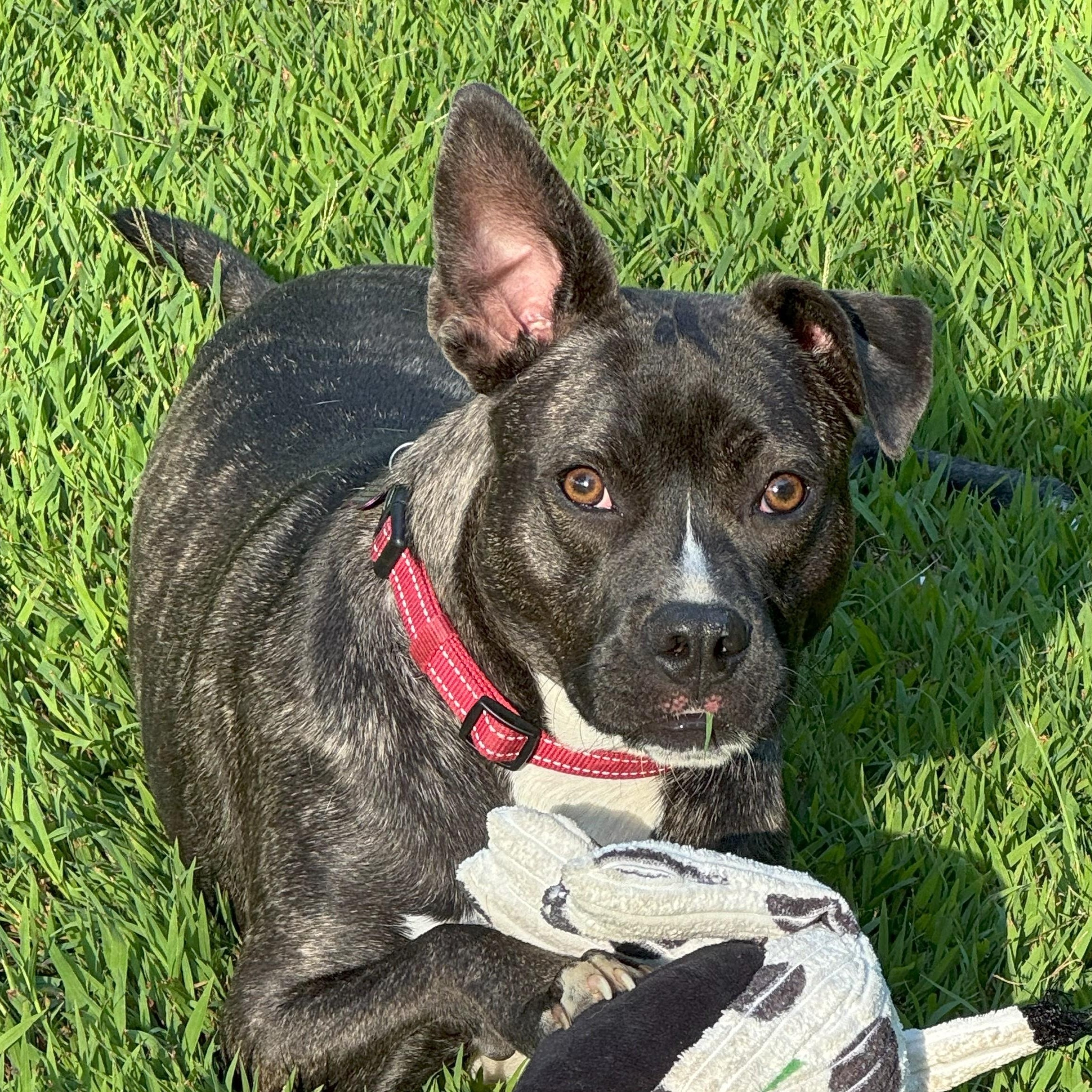 Moon is in Maine!, Adoptable, Young Male Mixed Breed & Terrier.