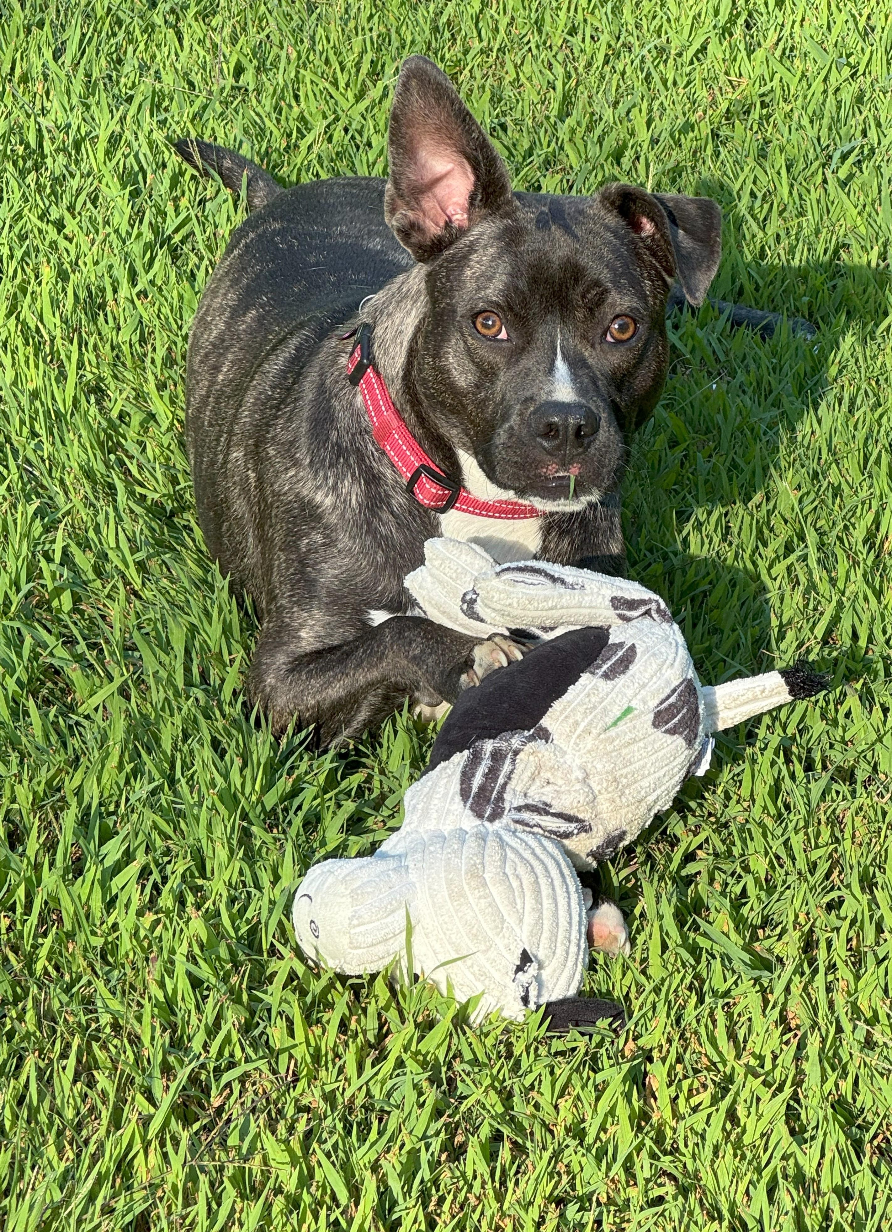 Moon is in Maine!, an adoptable Mixed Breed, Terrier in Biddeford, ME, 04005 | Photo Image 3