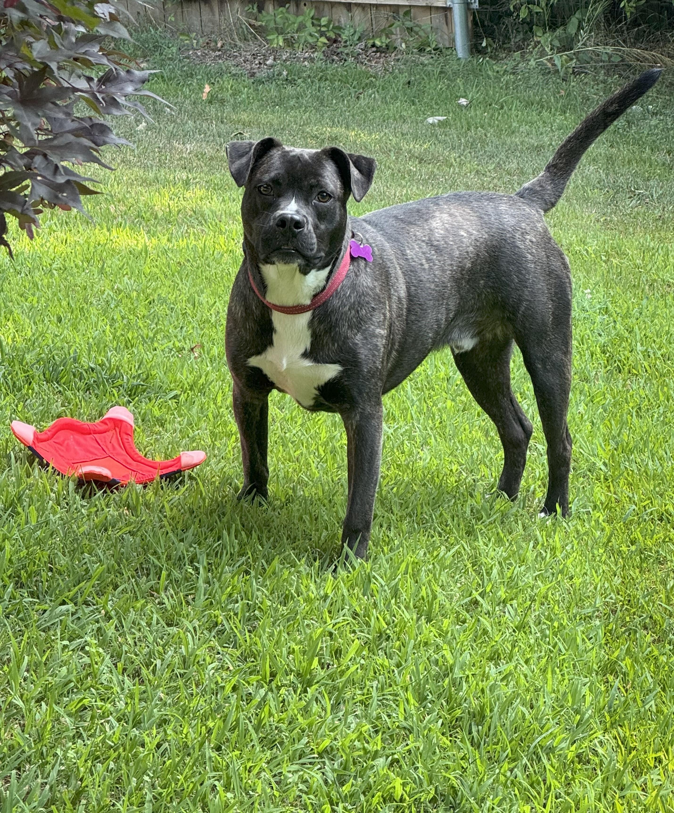 Moon is in Maine!, an adoptable Mixed Breed, Terrier in Biddeford, ME, 04005 | Photo Image 4