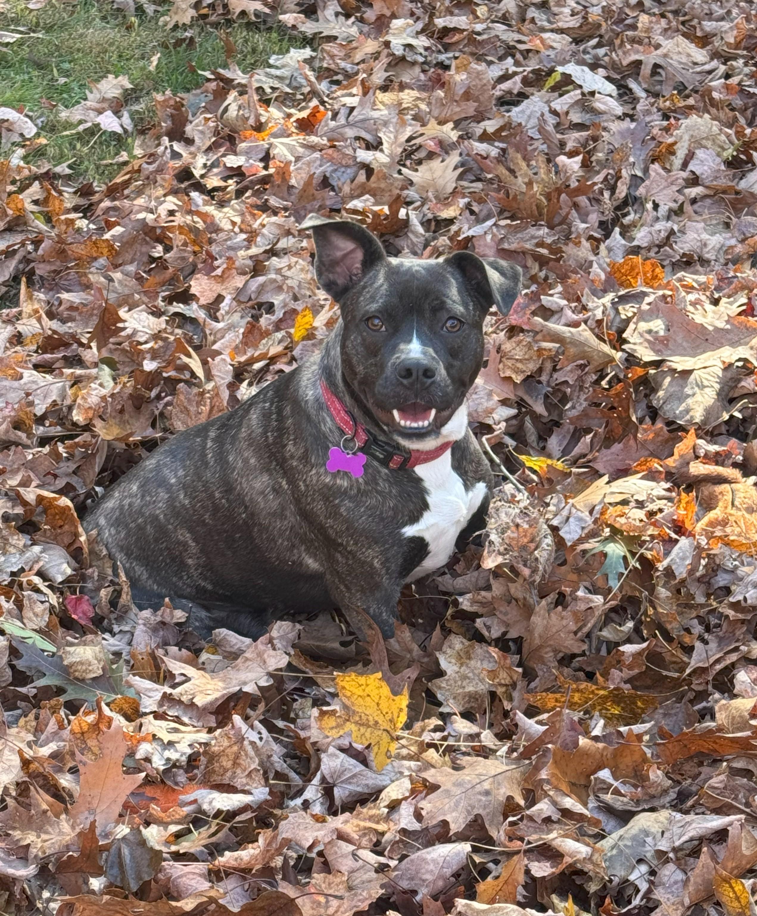 Moon is in Maine!, an adoptable Mixed Breed, Terrier in Biddeford, ME, 04005 | Photo Image 1