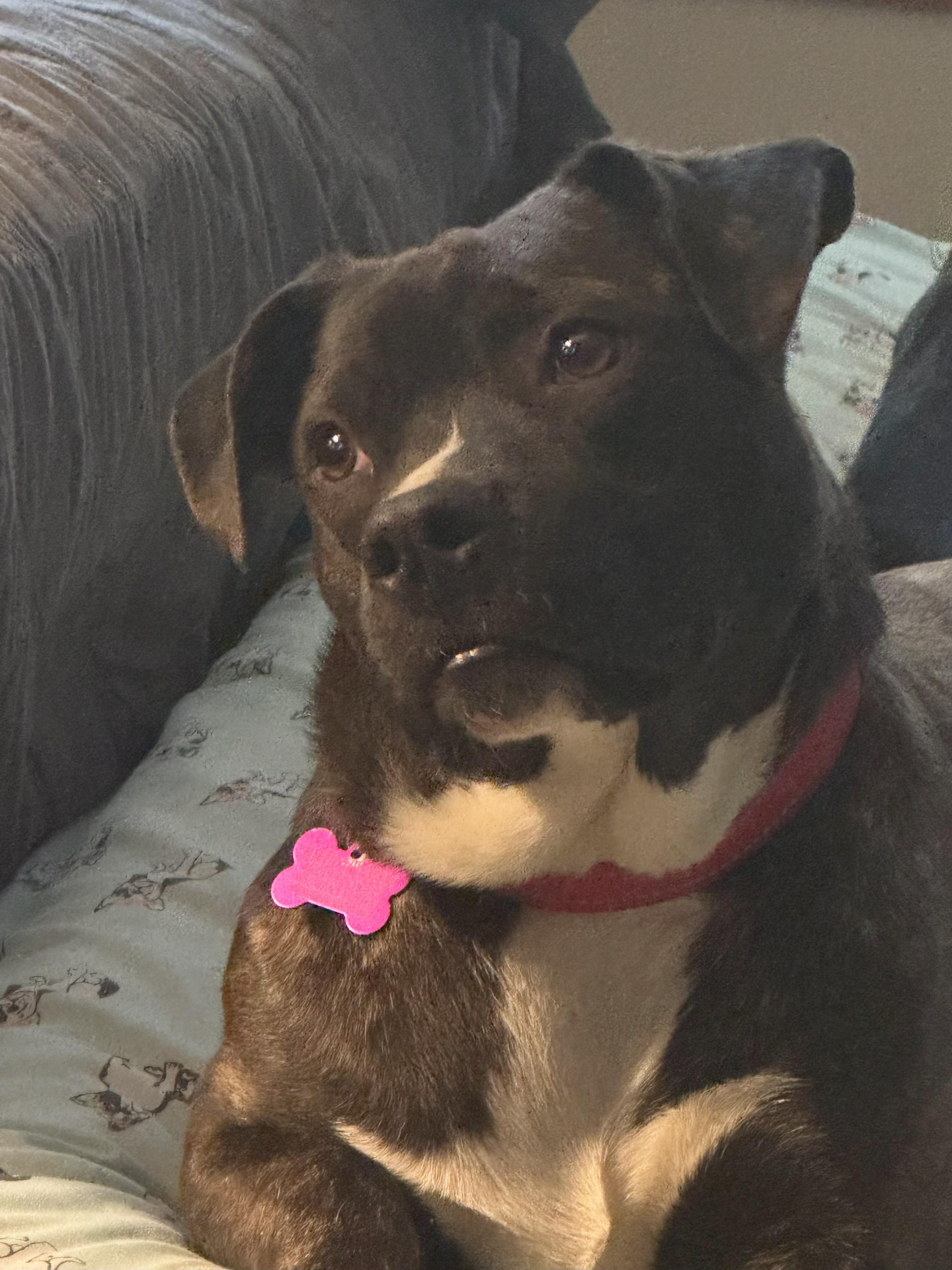Moon is in Maine, an adoptable Mixed Breed, Terrier in South Portland, ME, 04106 | Photo Image 4