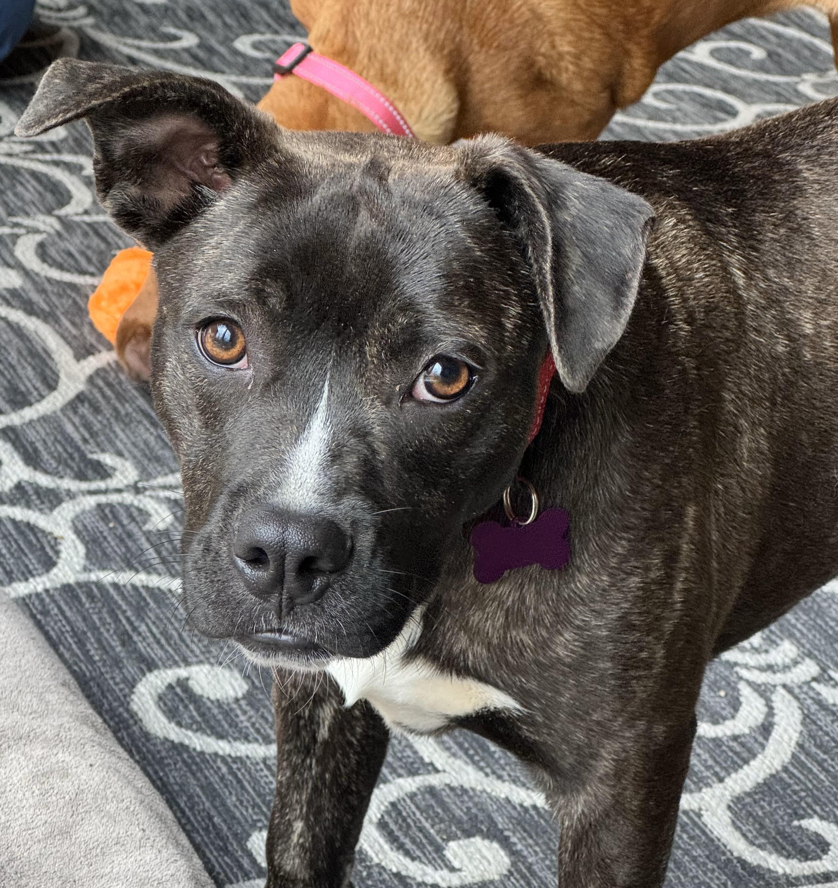 Moon is in Maine!, an adoptable Mixed Breed, Terrier in Biddeford, ME, 04005 | Photo Image 2