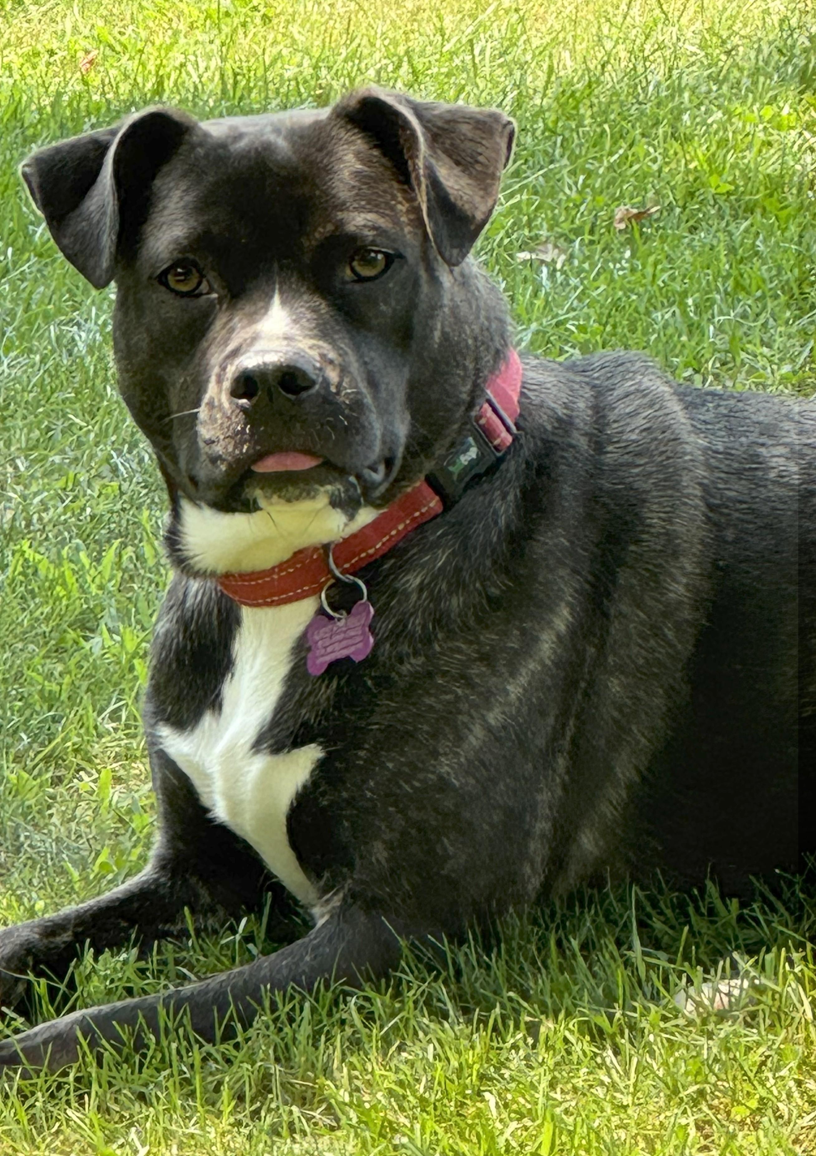 Moon is in Maine!, a Adoptable mixed breed in Biddeford, ME image 6/6