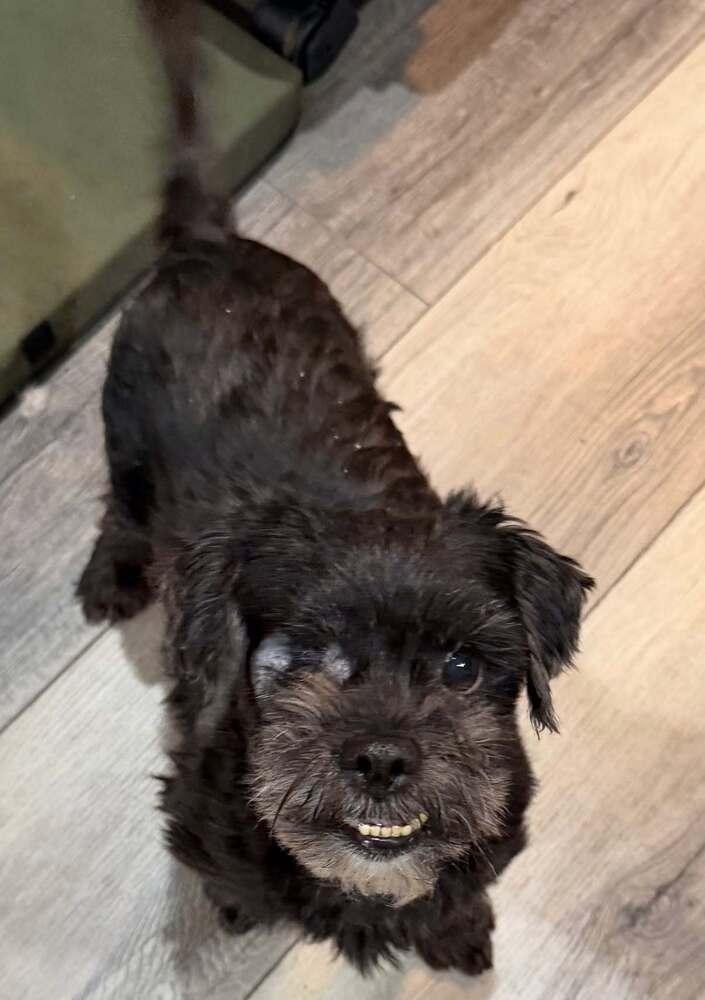 Enlarge Diego, a Adoptable mixed breed in Huntington, NY image 2/3