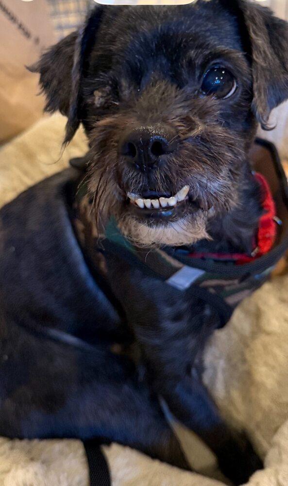 Enlarge Diego, a Adoptable mixed breed in Huntington, NY image 3/3