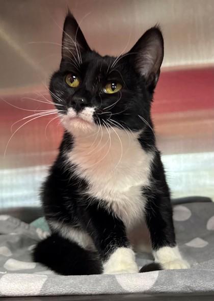 Enlarge Zoots, a Adoptable mixed breed in Willmar, MN image 1/2