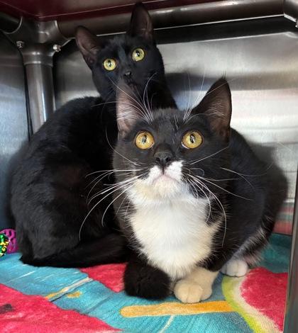 Enlarge Zoots, a Adoptable mixed breed in Willmar, MN image 2/2