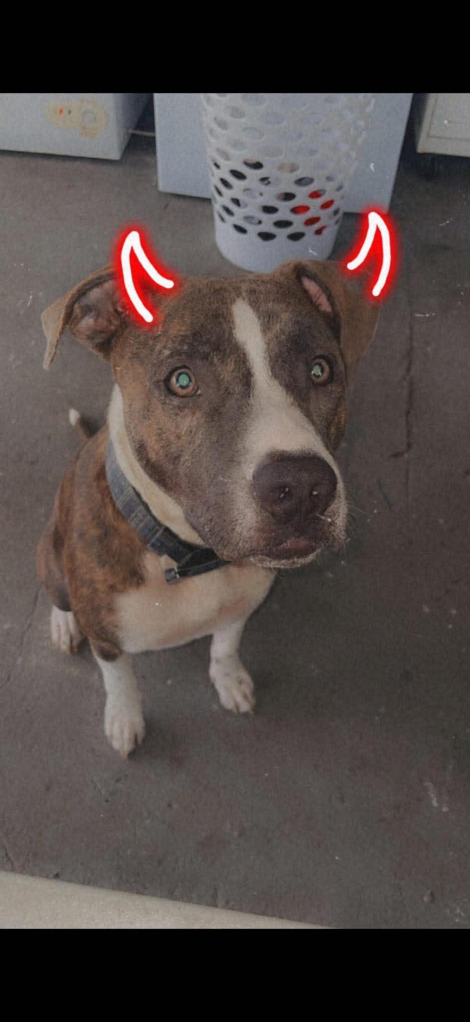 Apollo, Adoptable, Adult Male Mixed Breed.