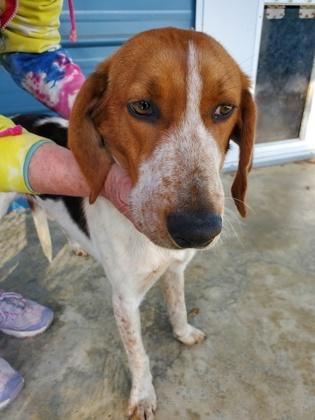 Enlarge Sammy, a Adoptable mixed breed in Sanford, FL image 1/1