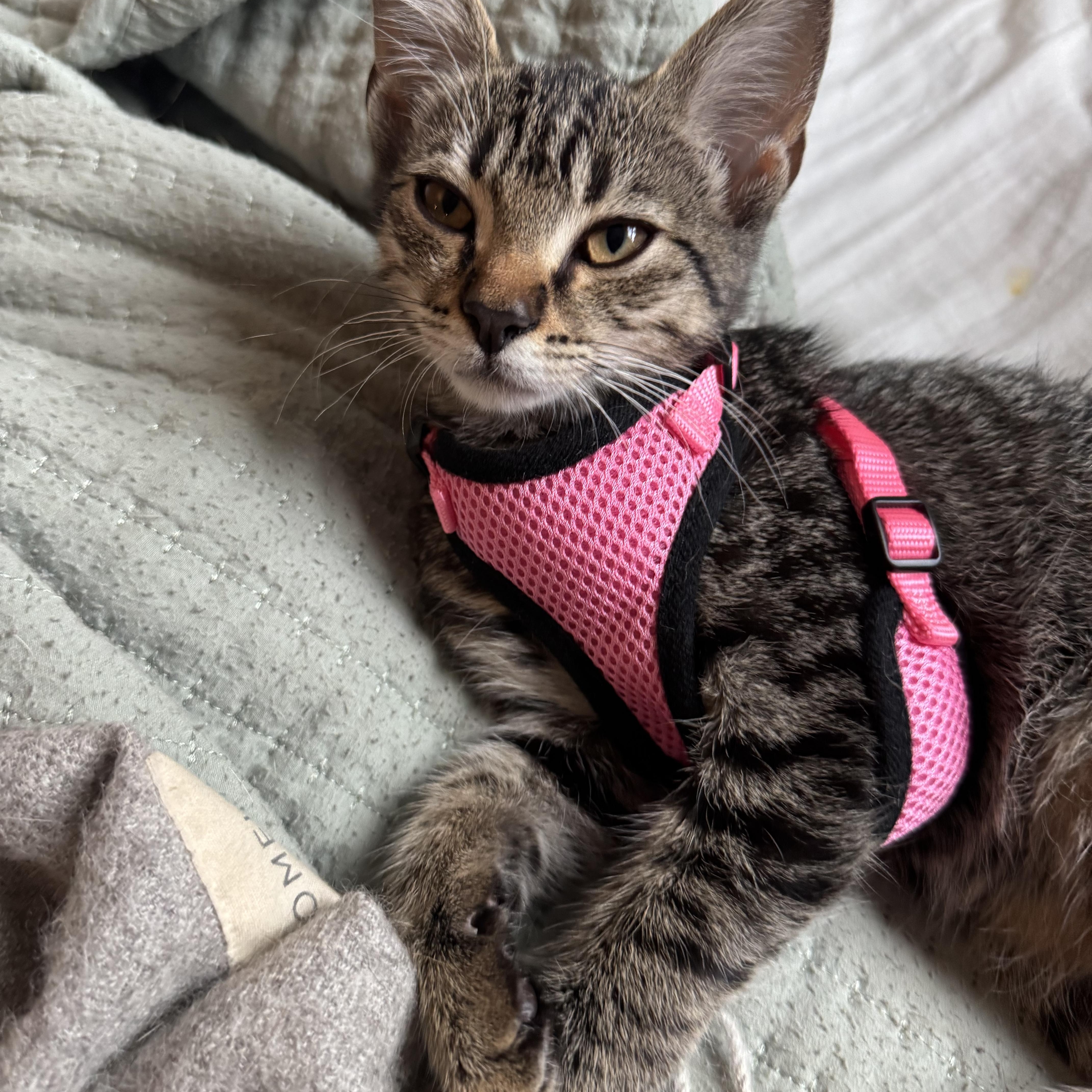 Folsie, a Adoptable Domestic Short Hair in Cocoa Beach, FL image 3/4