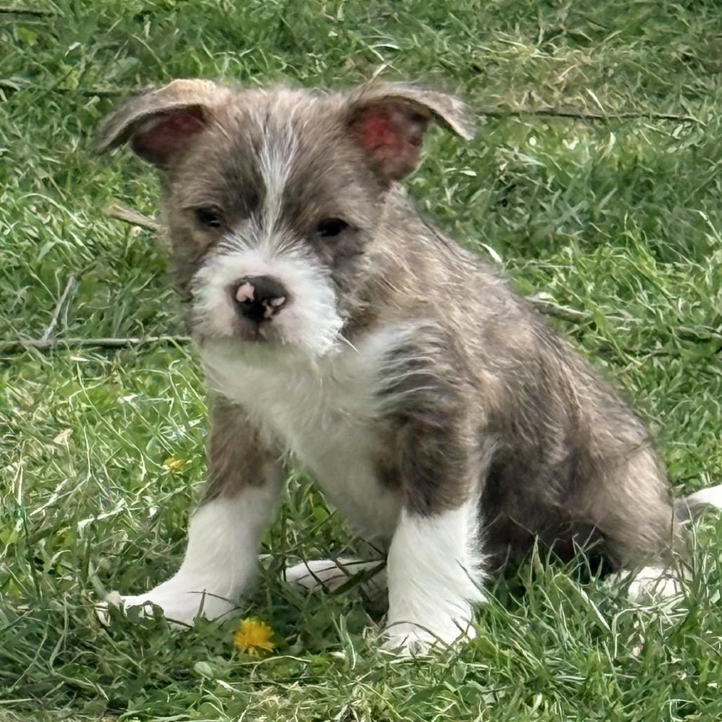 Tarek, an adopted mixed breed in La Grange, KY image 5/6