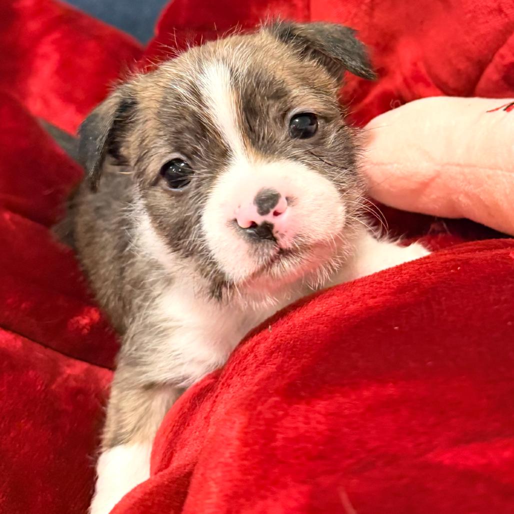 Tarek, an adopted mixed breed in La Grange, KY image 2/6