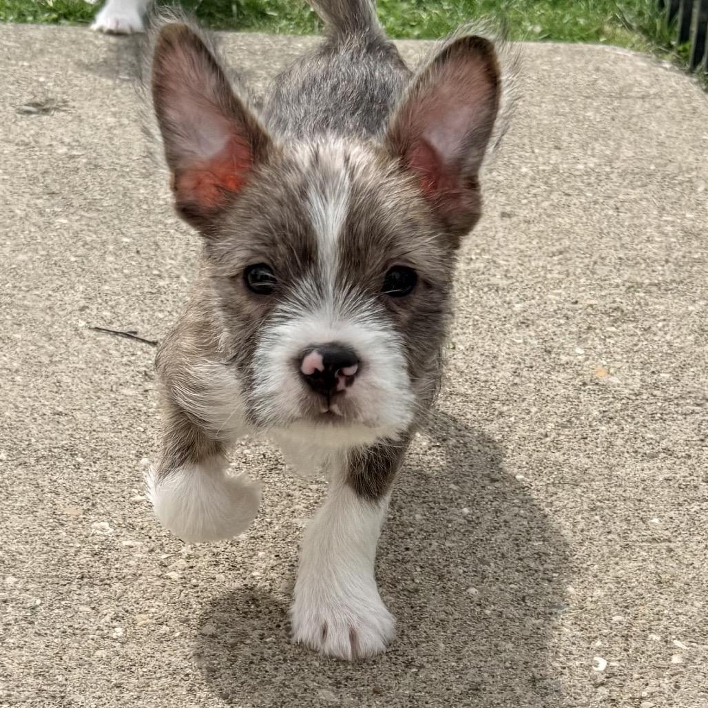 Tarek, an adopted mixed breed in La Grange, KY image 3/6