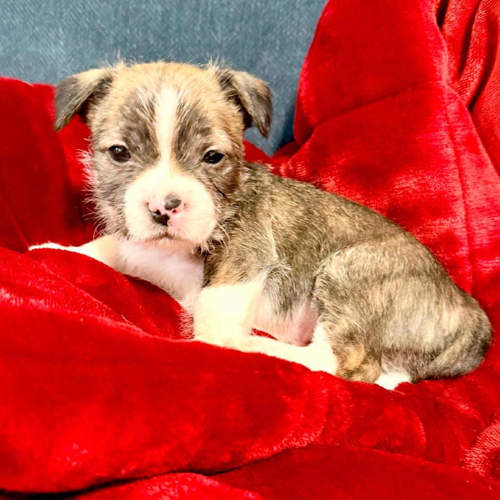 Tarek, an adopted mixed breed in La Grange, KY image 4/6