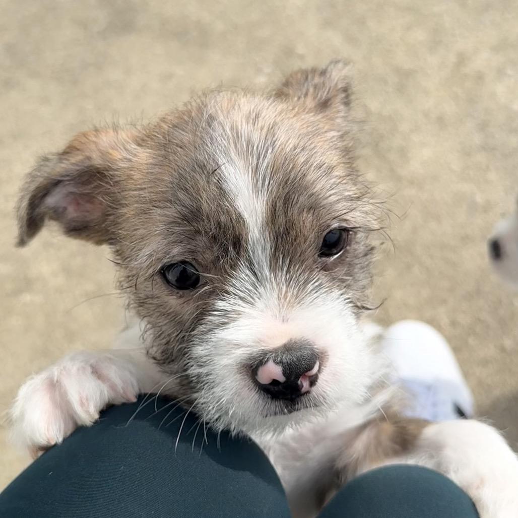 Tarek, an adopted mixed breed in La Grange, KY image 6/6