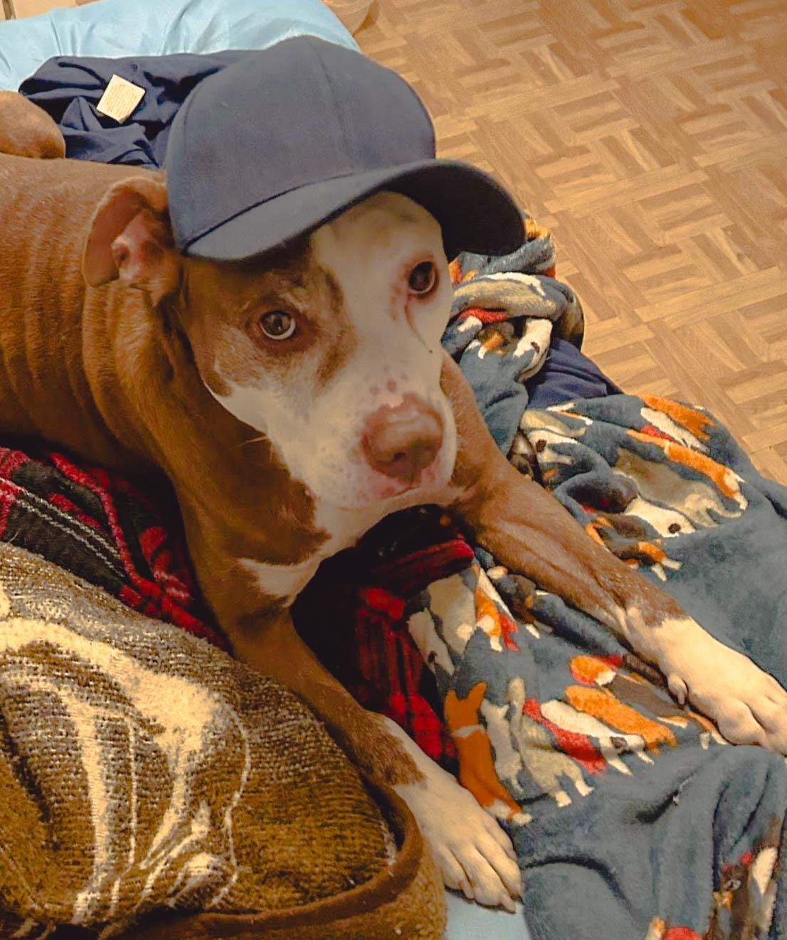 Zeus, a Adoptable mixed breed in Leonardtown, MD image 2/6