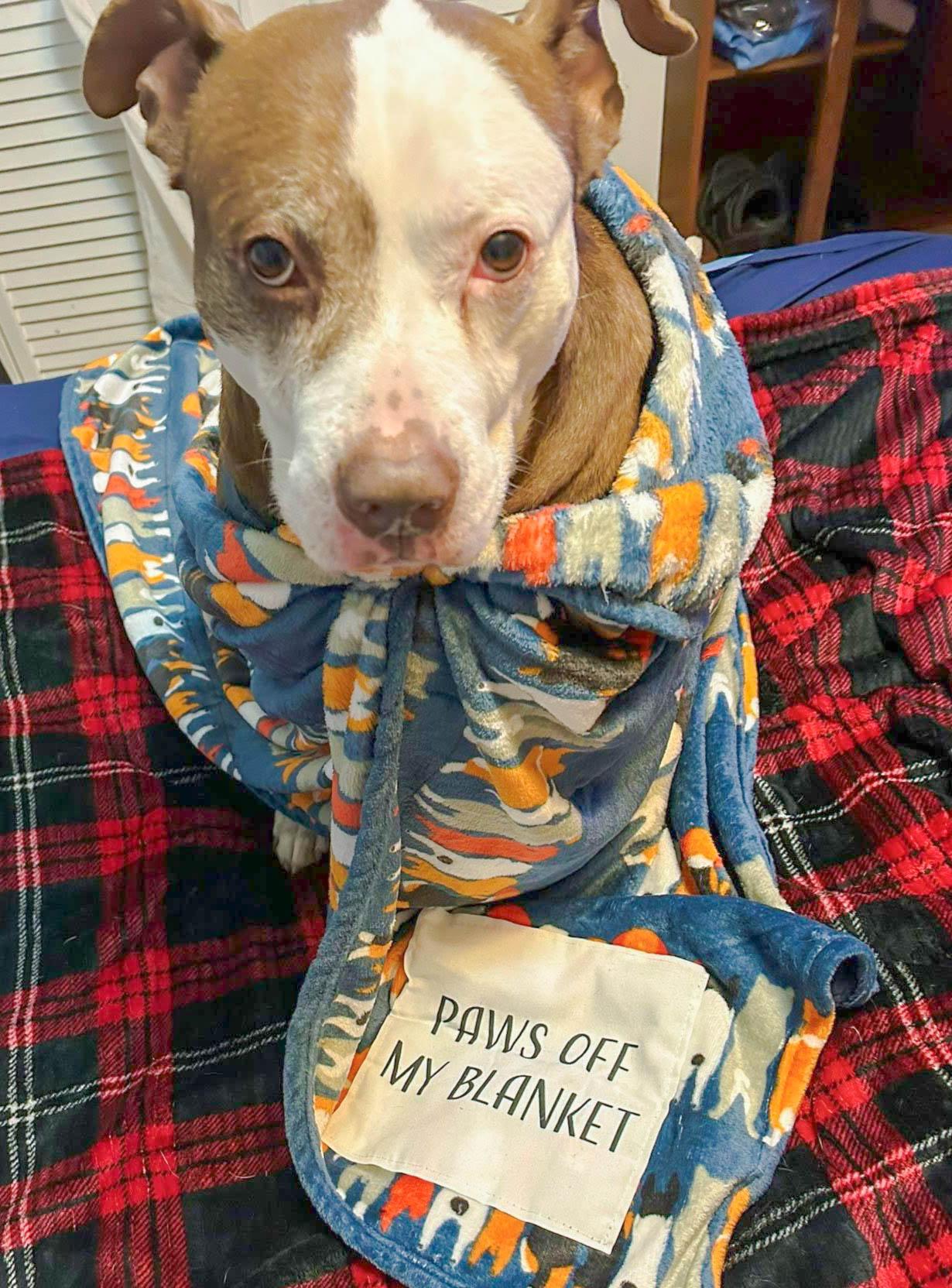 Zeus, a Adoptable mixed breed in Leonardtown, MD image 6/6