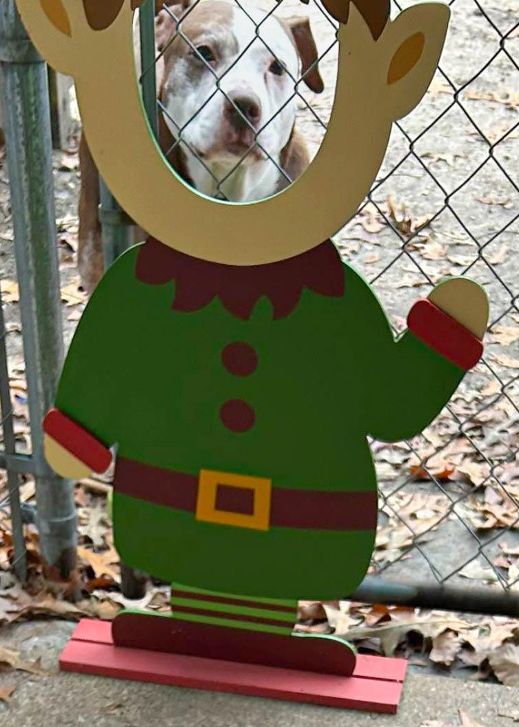 Zeus, a Adoptable mixed breed in Leonardtown, MD image 5/6