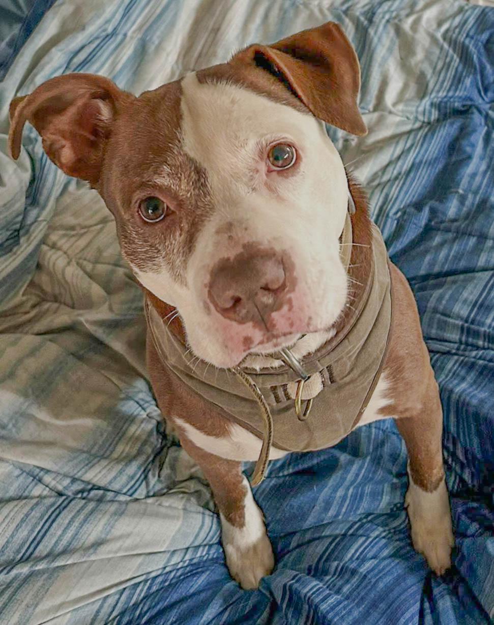 Zeus, a Adoptable mixed breed in Leonardtown, MD image 3/6