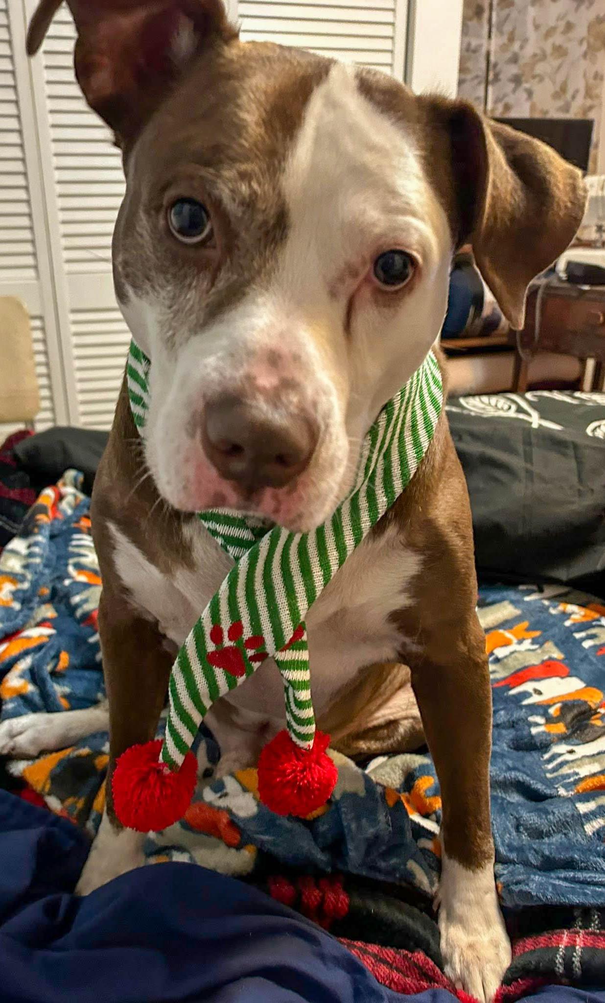 Zeus, a Adoptable mixed breed in Leonardtown, MD image 1/6