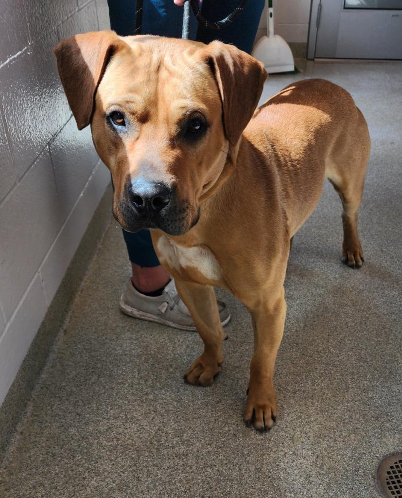 Barkley, Adoptable, Young Male Pit Bull Terrier.