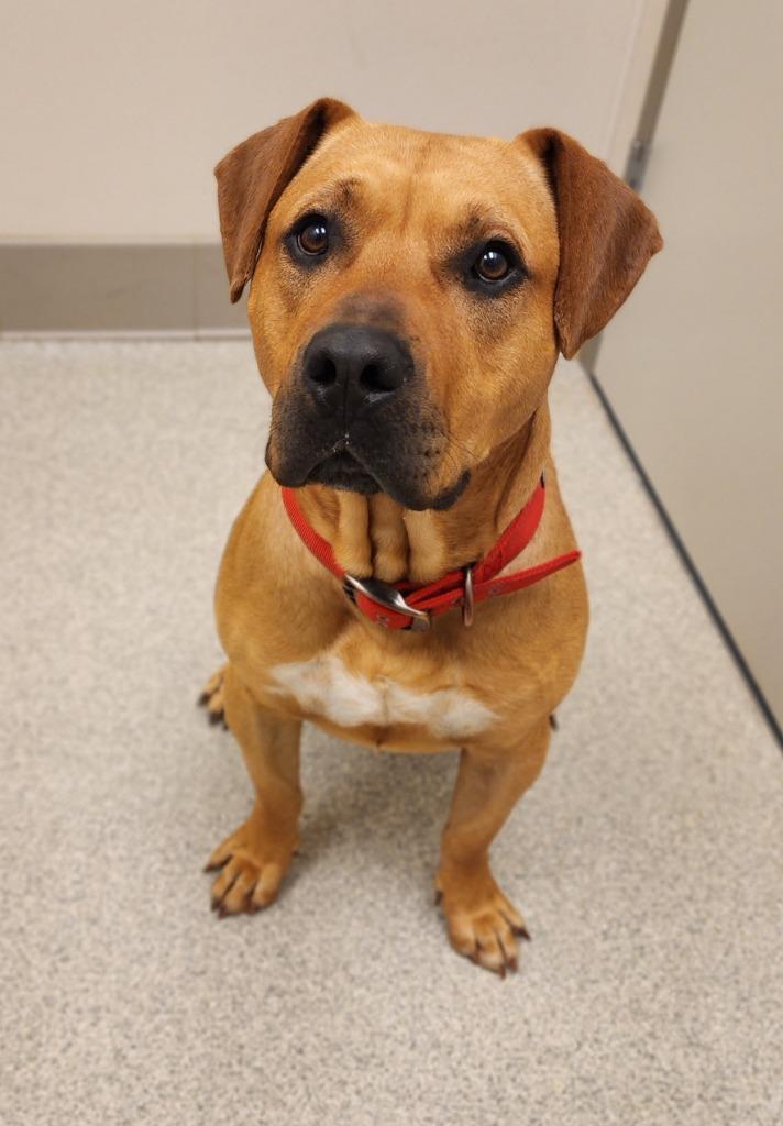Enlarge Barkley, a Adoptable Pit Bull Terrier in Superior, WI image 2/2