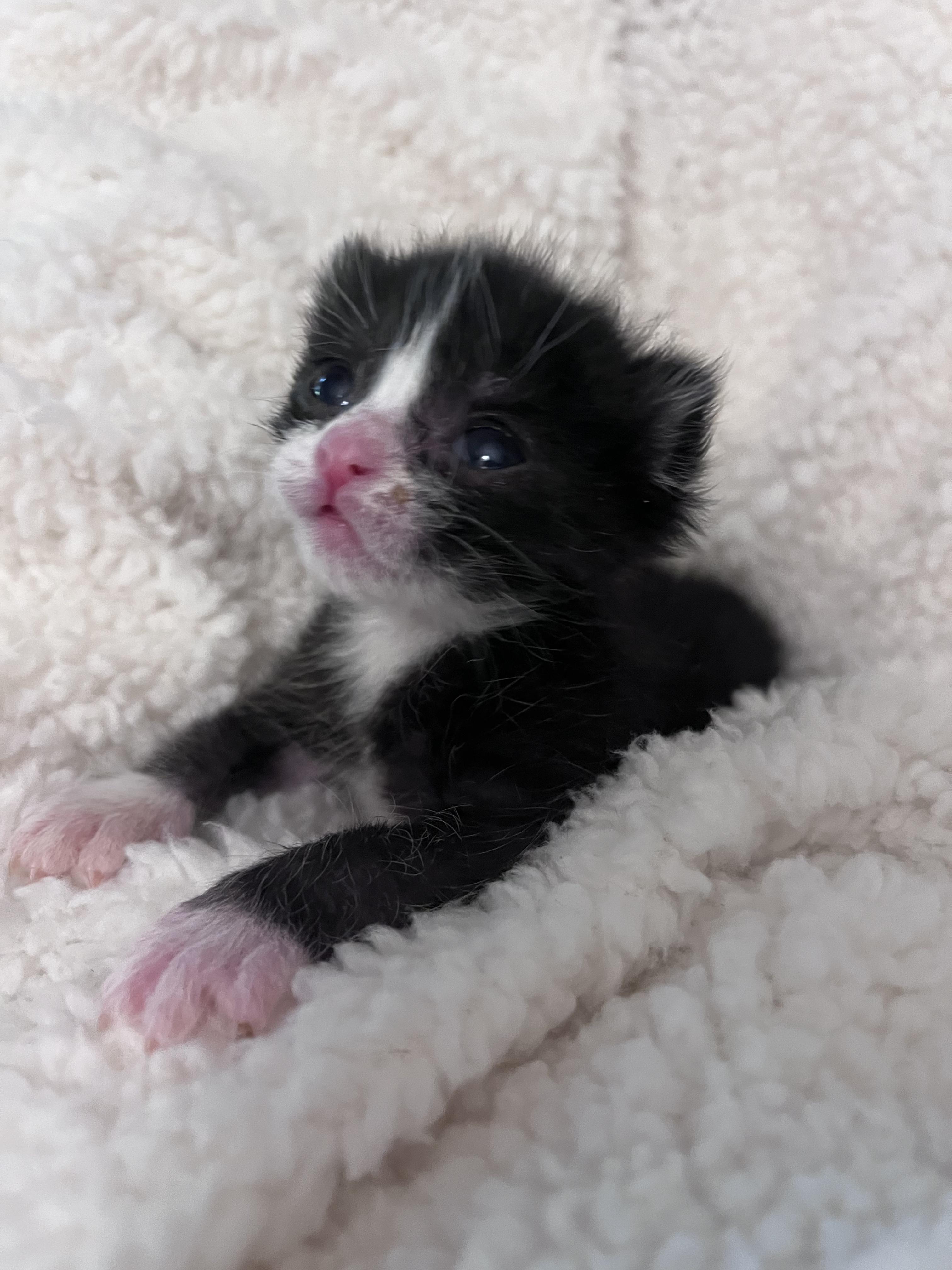 Shark Bait, Adopted, Adult Male Domestic Short Hair.