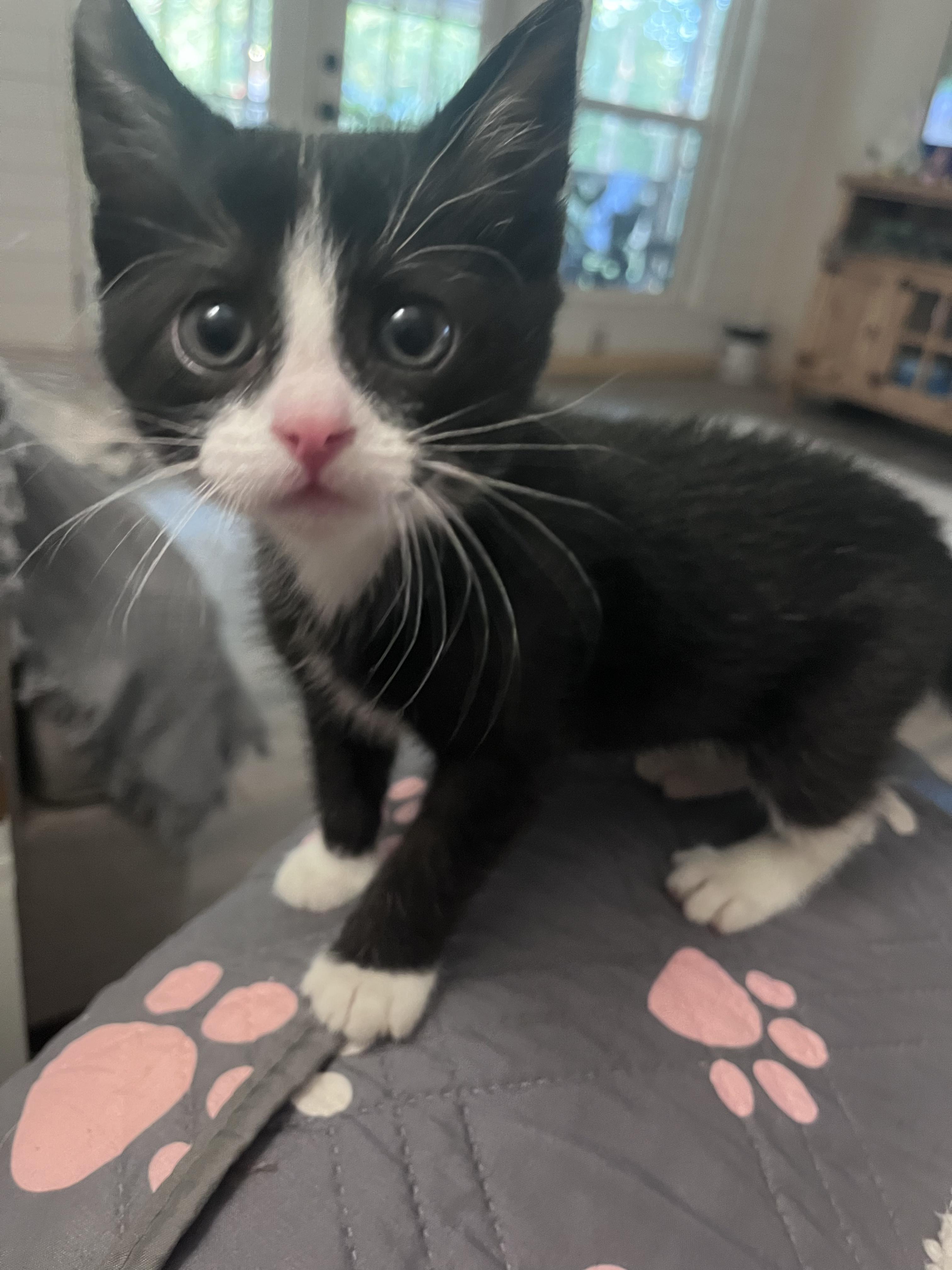 Enlarge Shark Bait, a Adopted Domestic Short Hair in Somerville, TX image 2/4