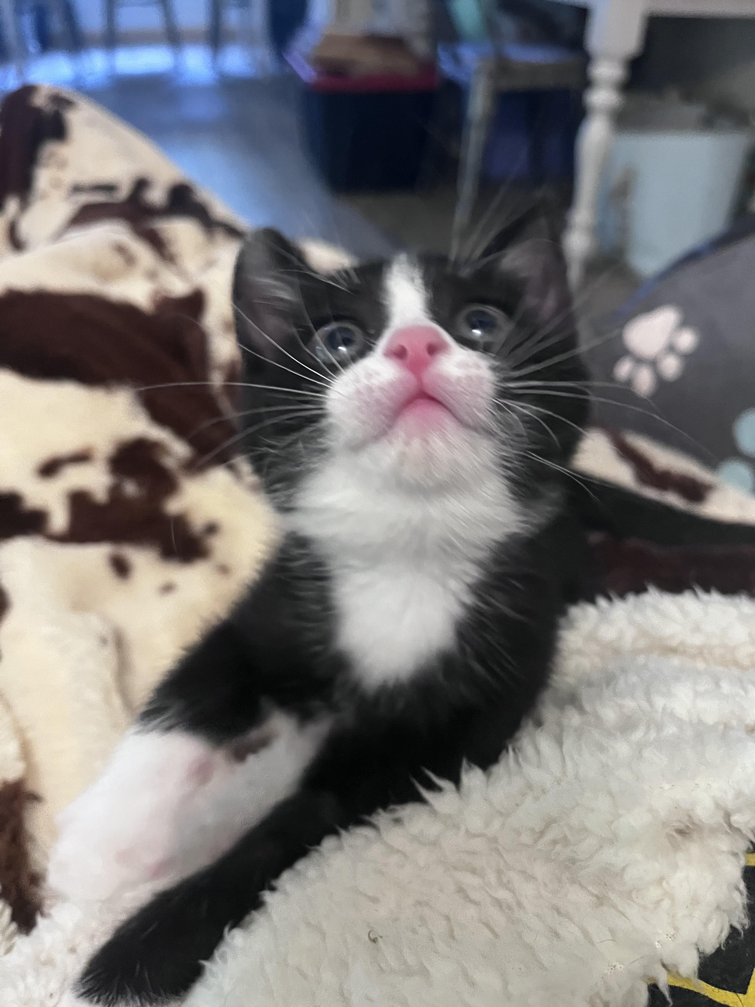 Enlarge Shark Bait, a Adopted Domestic Short Hair in Somerville, TX image 3/4