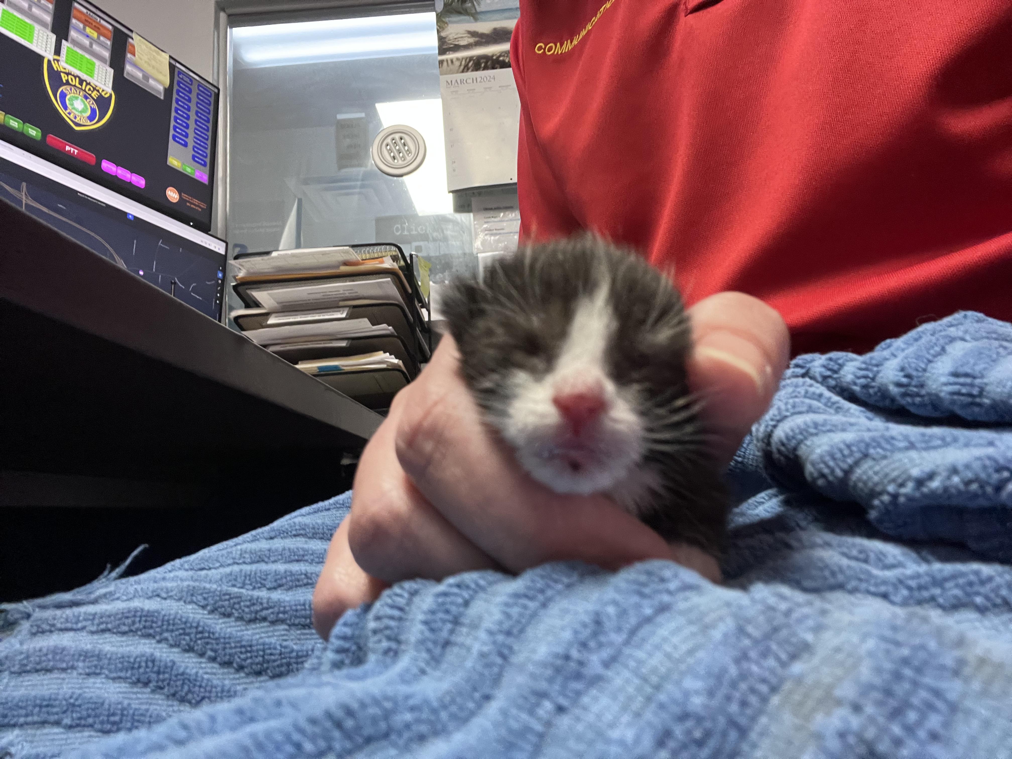 Enlarge Shark Bait, a Adopted Domestic Short Hair in Somerville, TX image 4/4