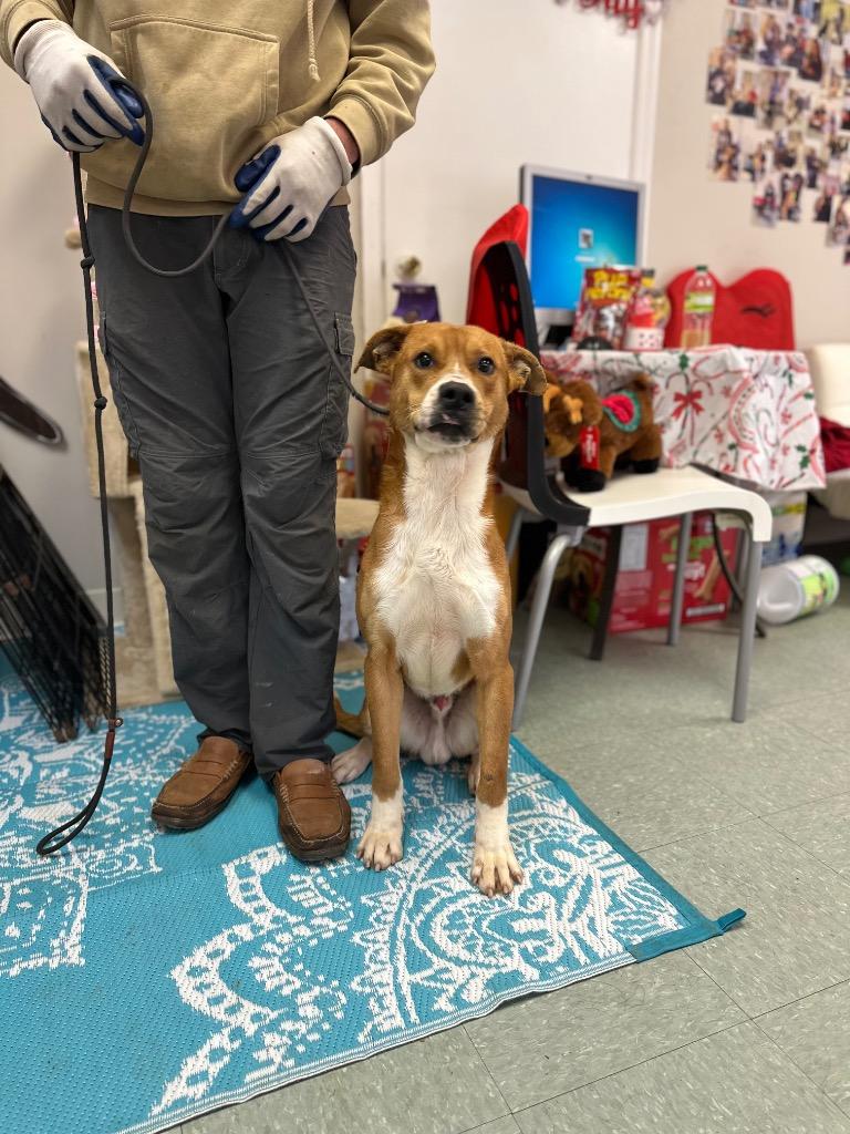 Enlarge Butch, a Adoptable mixed breed in Albany, GA image 1/5