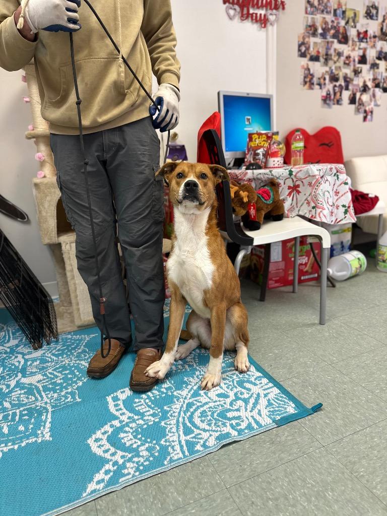 Enlarge Butch, a Adoptable mixed breed in Albany, GA image 2/5