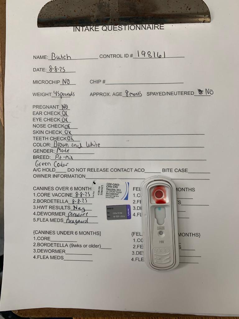 Enlarge Butch, a Adoptable mixed breed in Albany, GA image 3/5