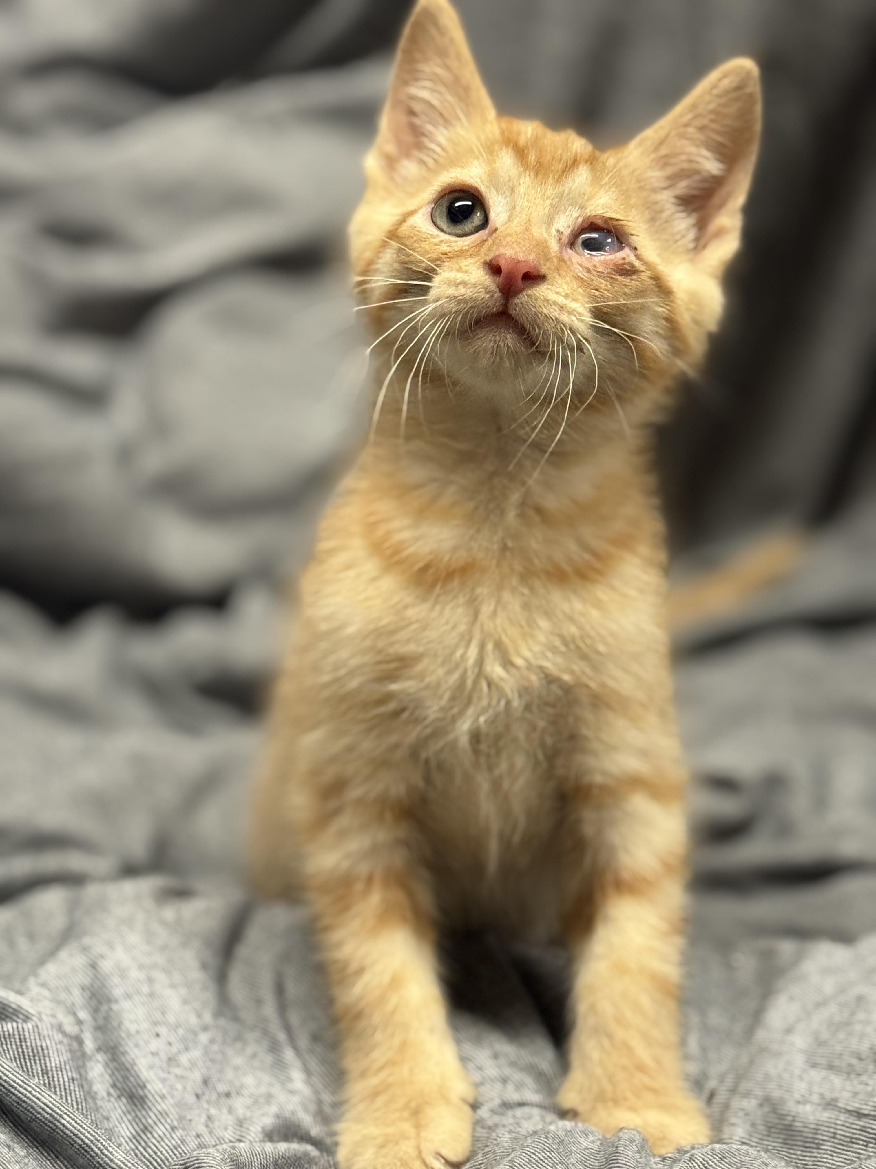 iSpy, ADOPTABLE, Kitten Male Domestic Short Hair.
