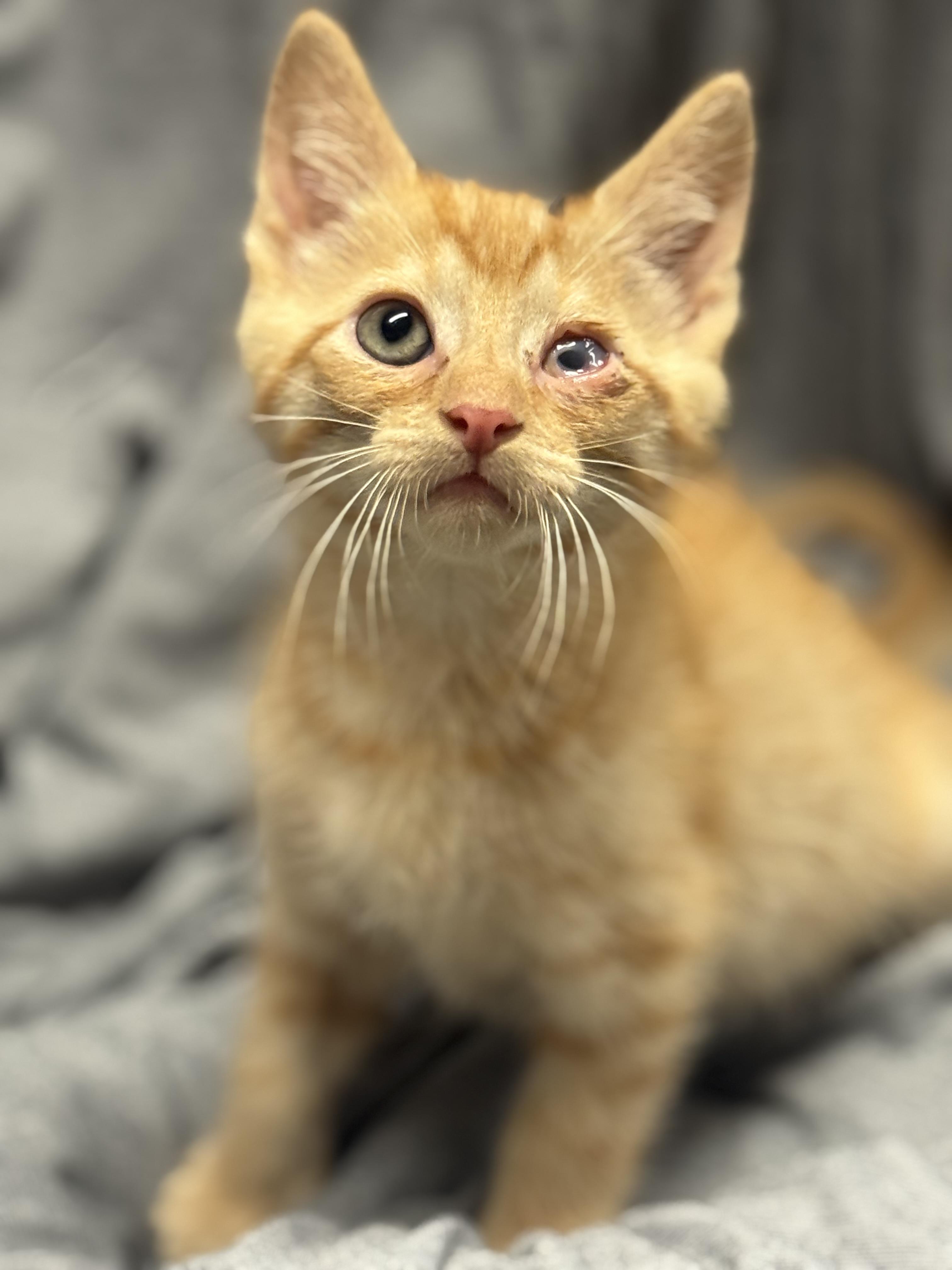 Enlarge iSpy, a ADOPTABLE Domestic Short Hair in Fredericksburg, VA image 2/3