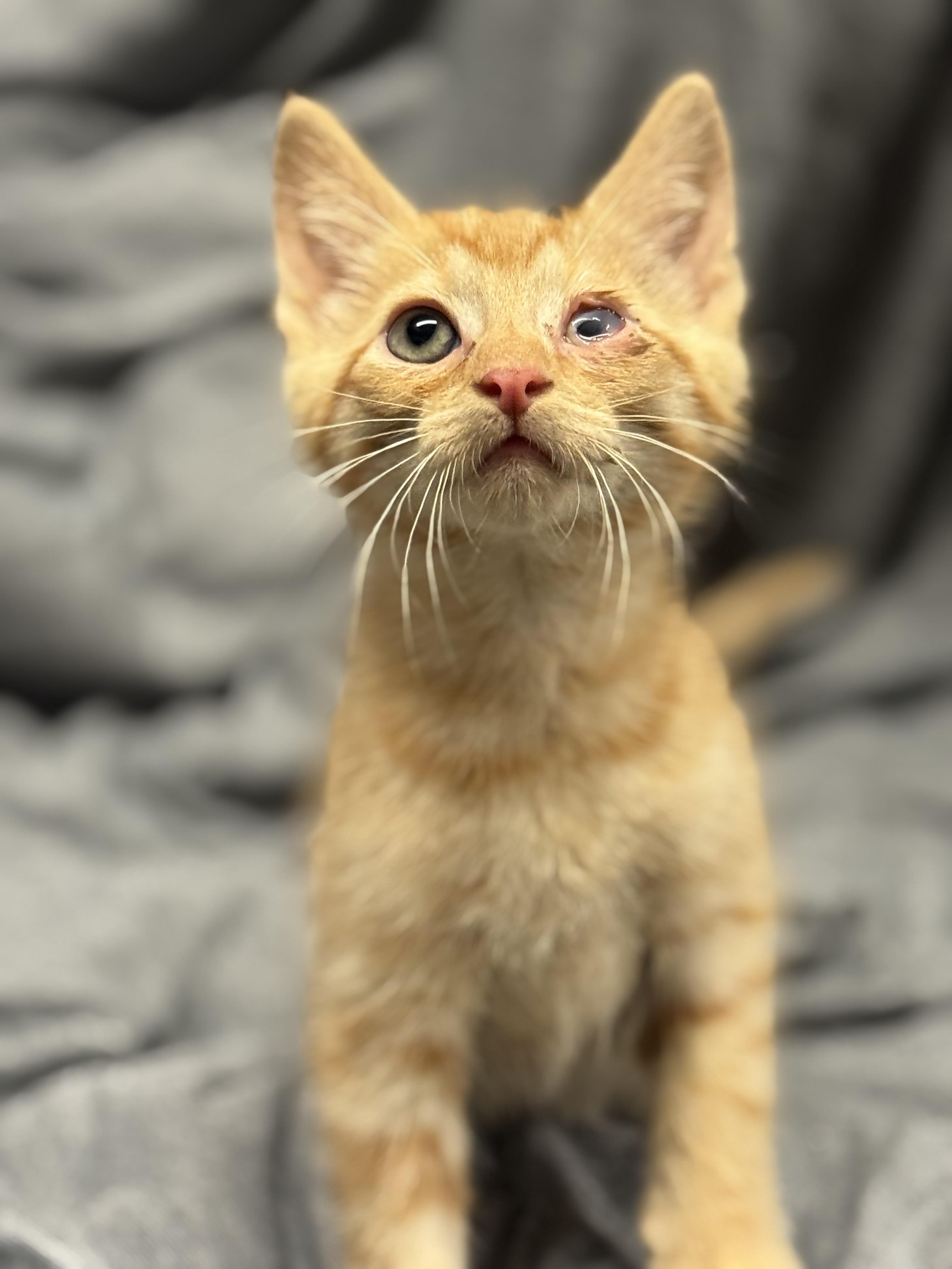 Enlarge iSpy, a ADOPTABLE Domestic Short Hair in Fredericksburg, VA image 3/3