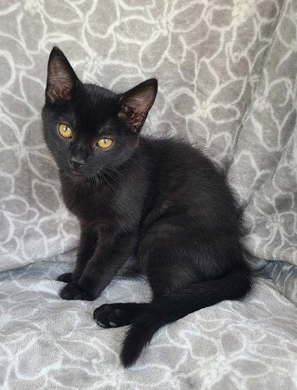 7163 (Harris), Adopted, Kitten Male Domestic Short Hair.