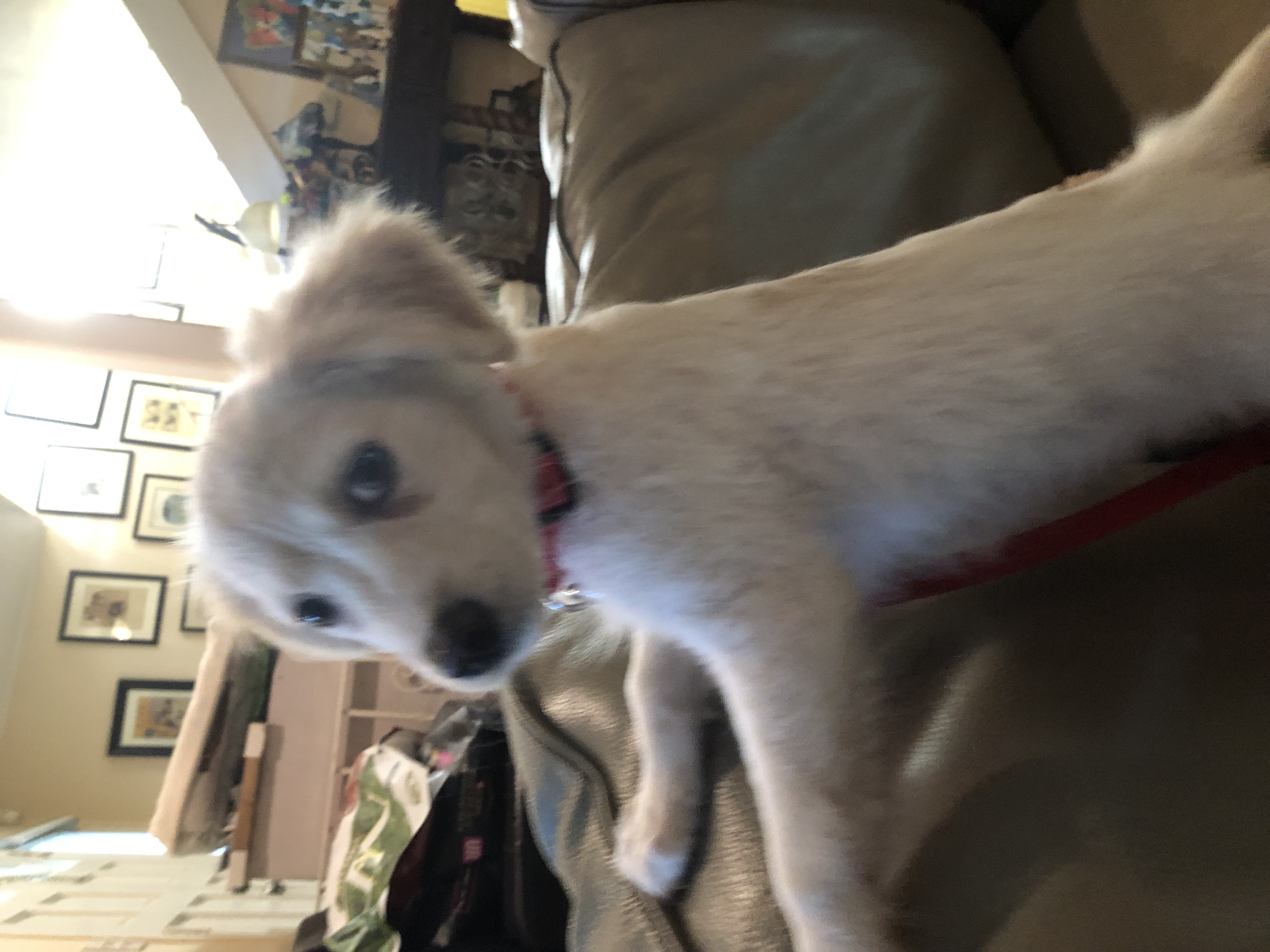 Rocket, a Adopted Golden Retriever in Lancaster, CA image 1/5