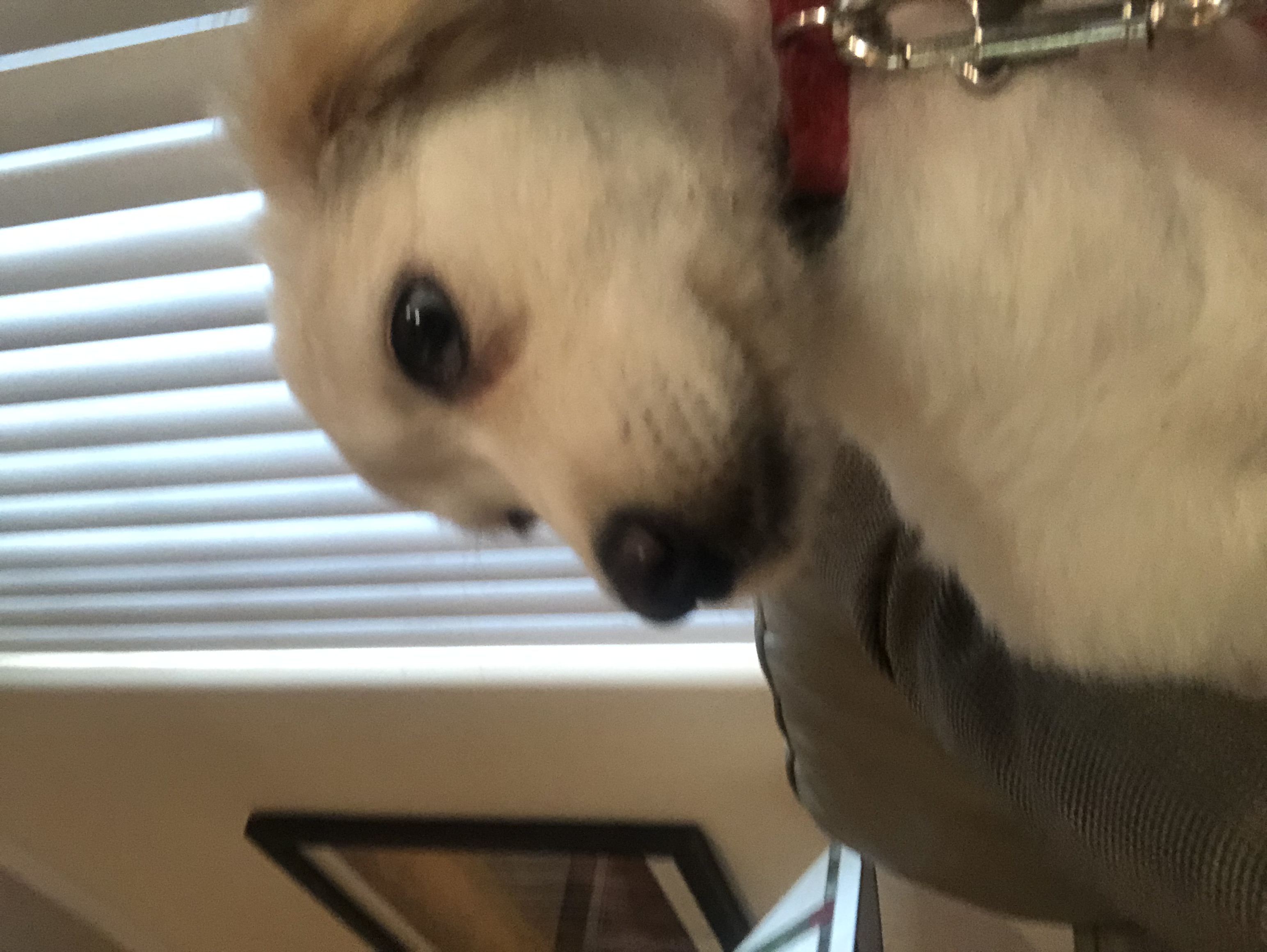 Rocket, a Adopted Golden Retriever in Lancaster, CA image 2/5