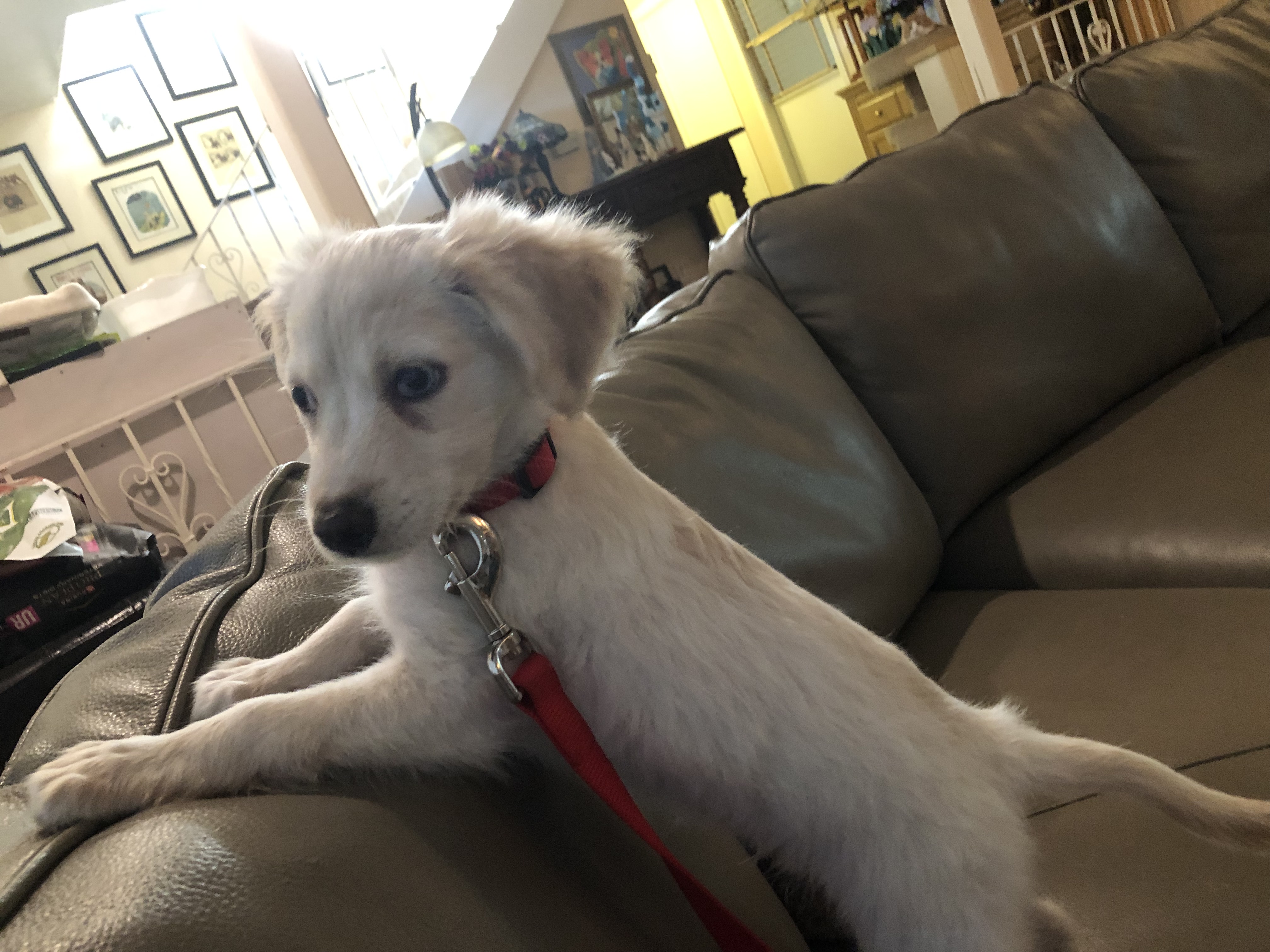 Rocket, a Adopted Golden Retriever in Lancaster, CA image 3/5