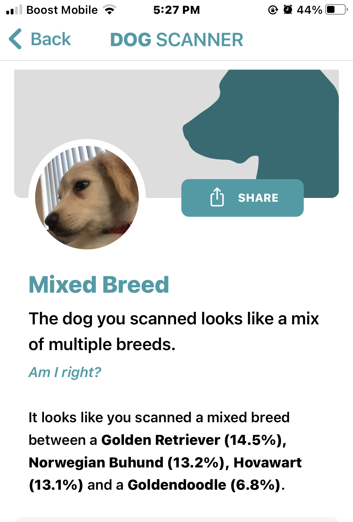 Rocket, a Adopted Golden Retriever in Lancaster, CA image 4/5