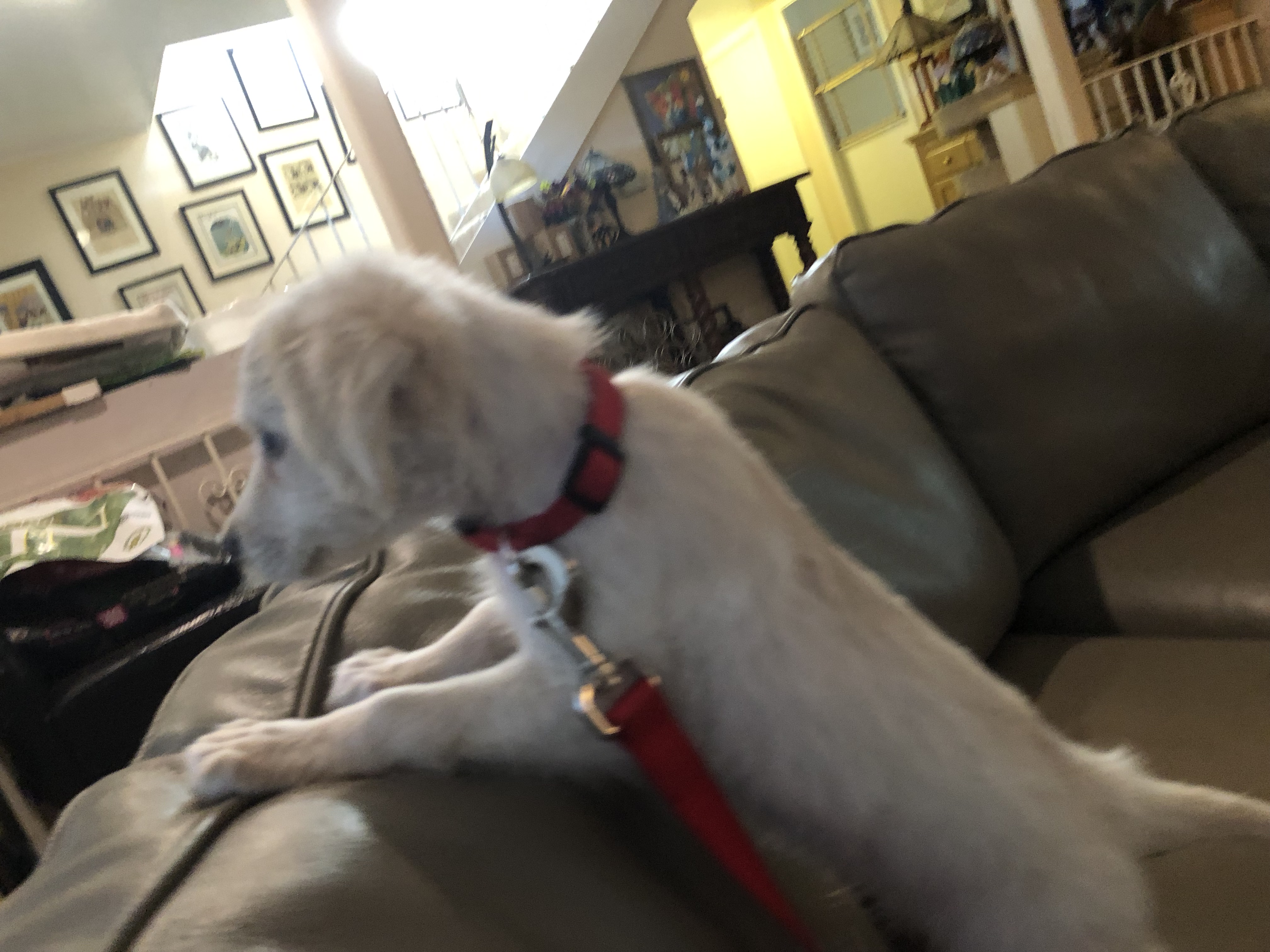 Rocket, a Adopted Golden Retriever in Lancaster, CA image 5/5