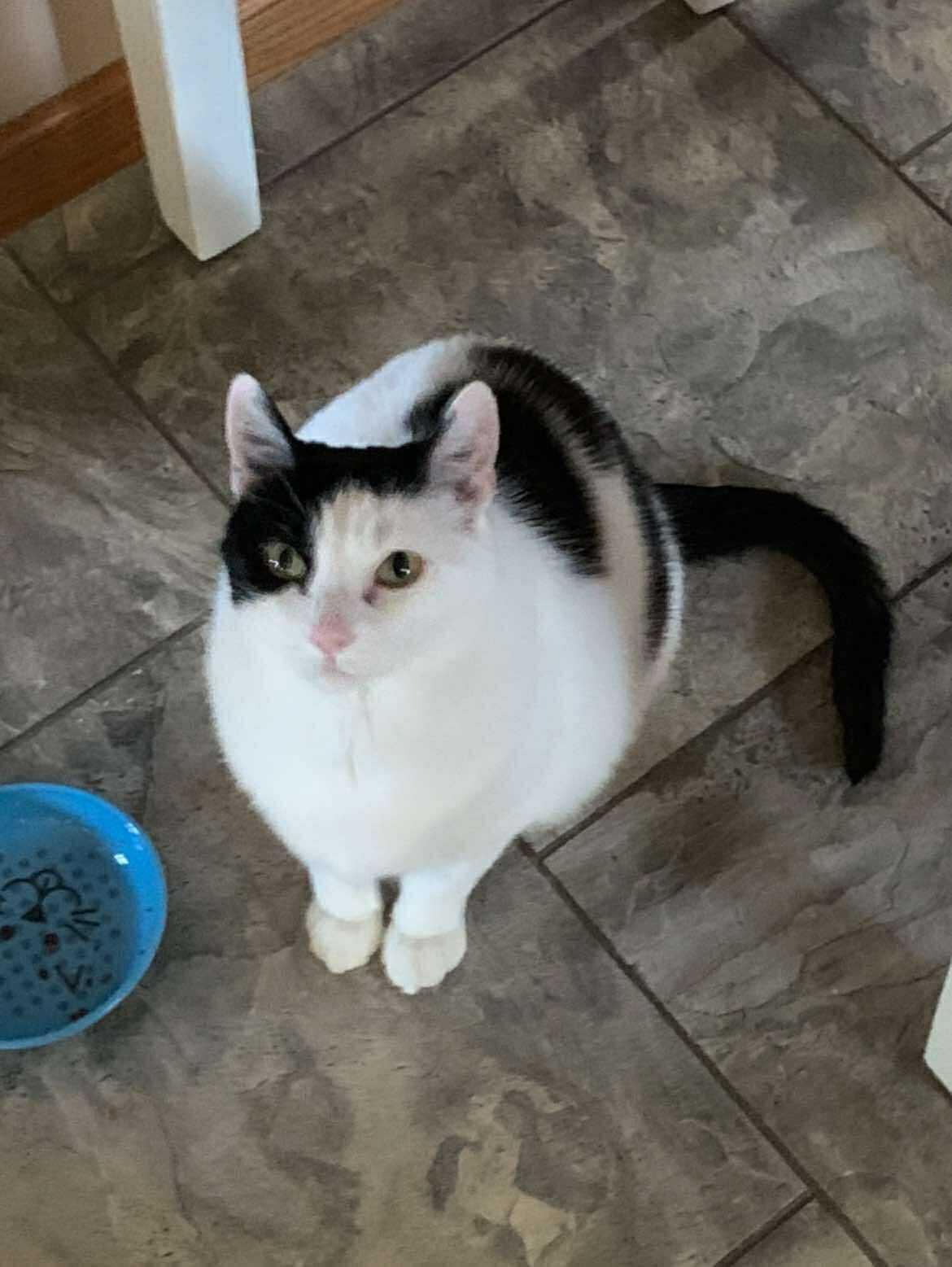 Pickles, Adopted, Senior Female Calico.