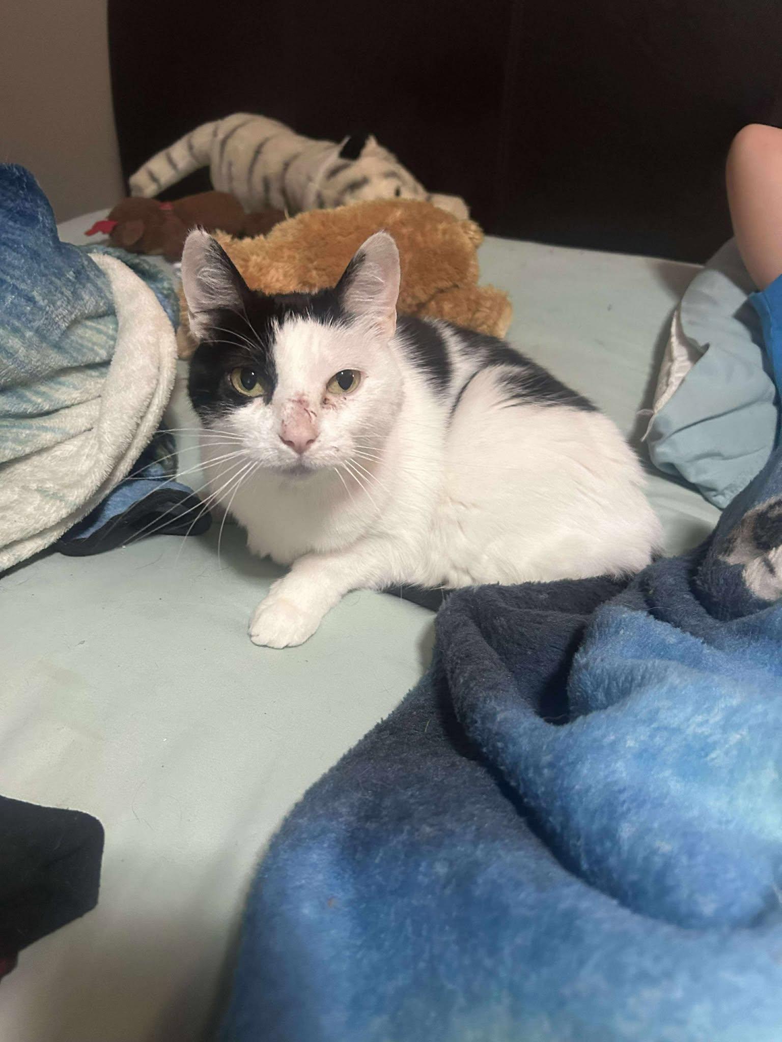 Pickles, Adoptable, Senior Female Calico.