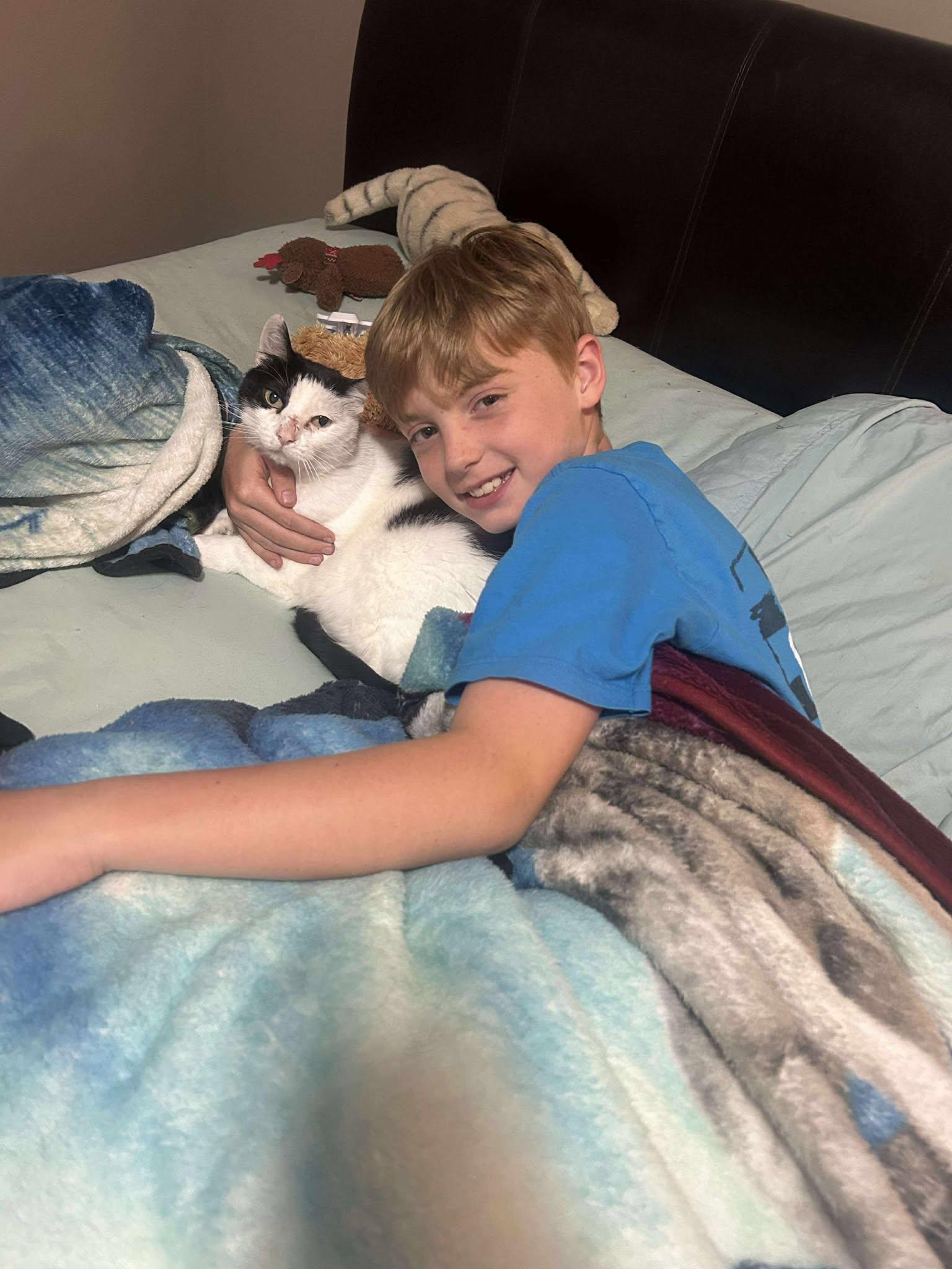 Enlarge Pickles, a Adoptable Calico in Alexandria, MN image 3/3